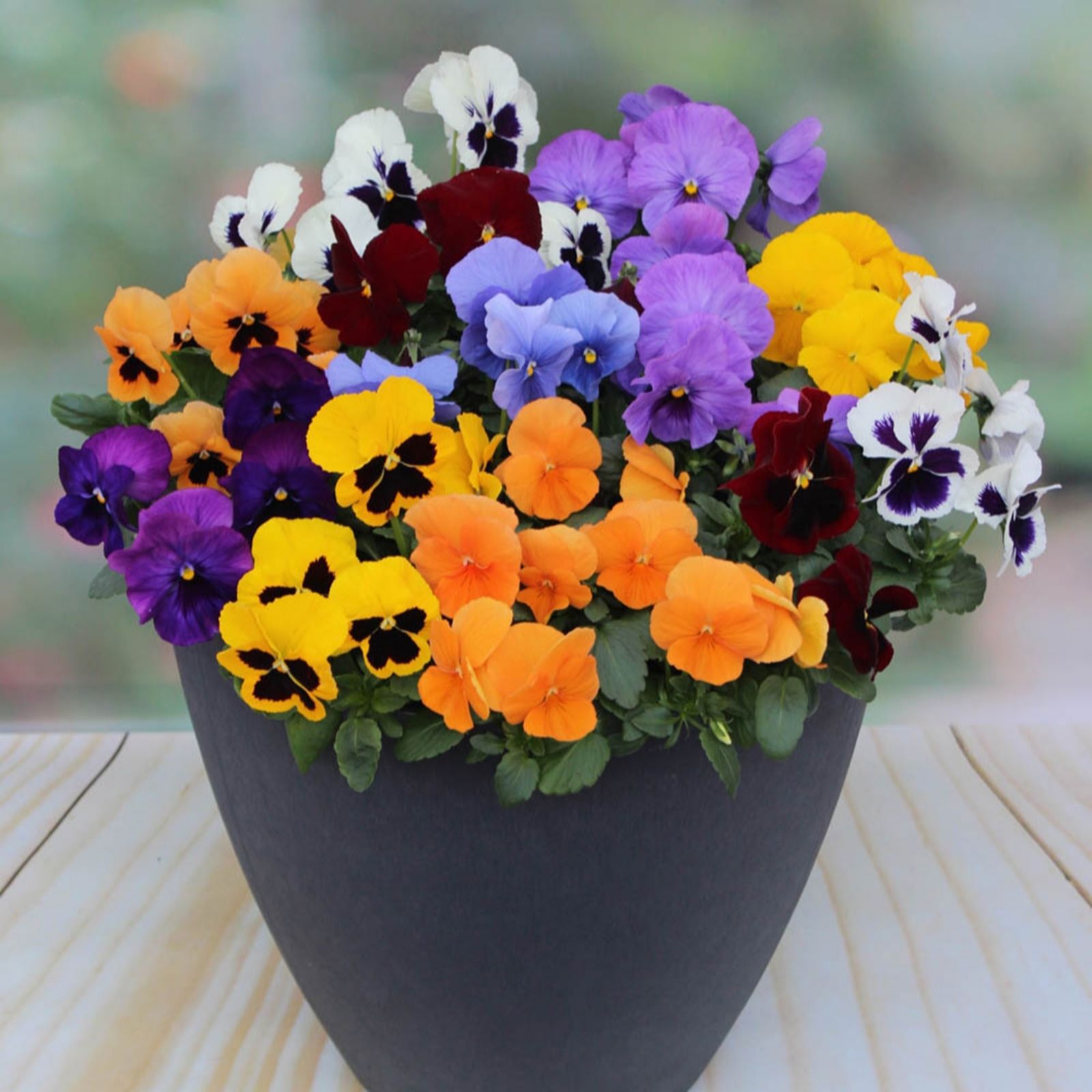 YouGarden Pansy 'Colourburst' Garden Ready plants x20