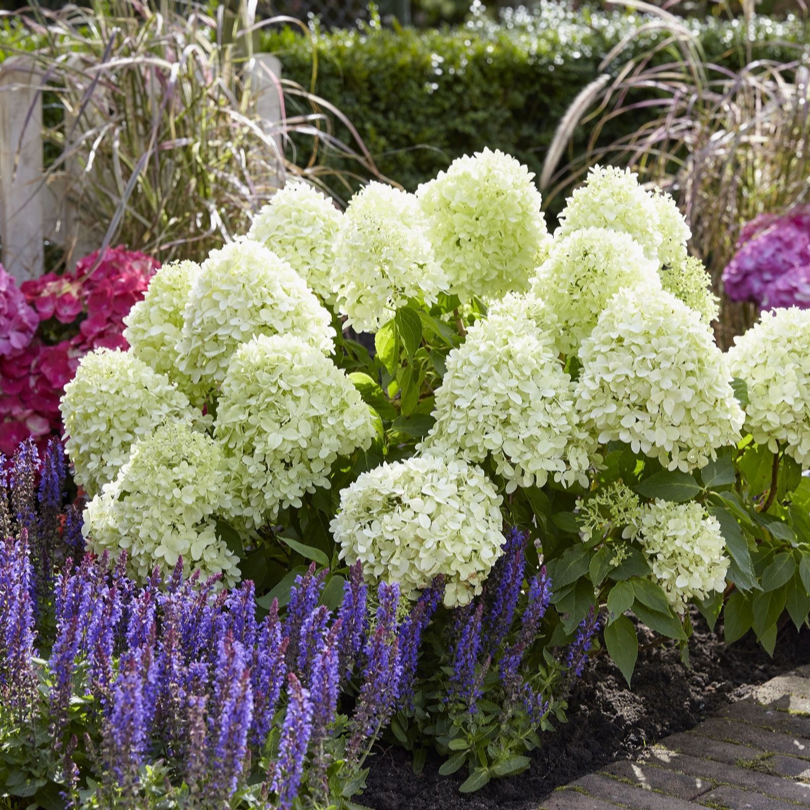 Plants2Gardens Hydrangea Little Spooky 4.5ltr