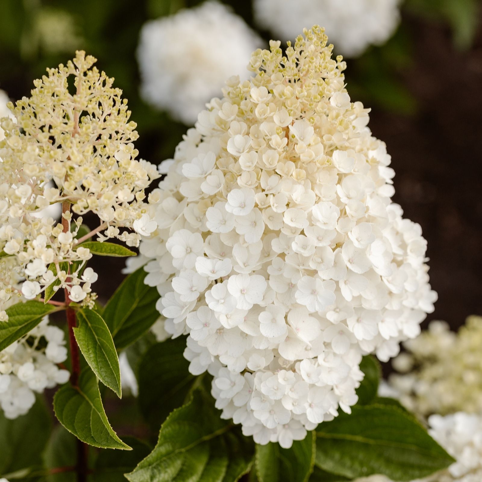Richard Jackson Hydrangea Living Little Blossom 2l pot