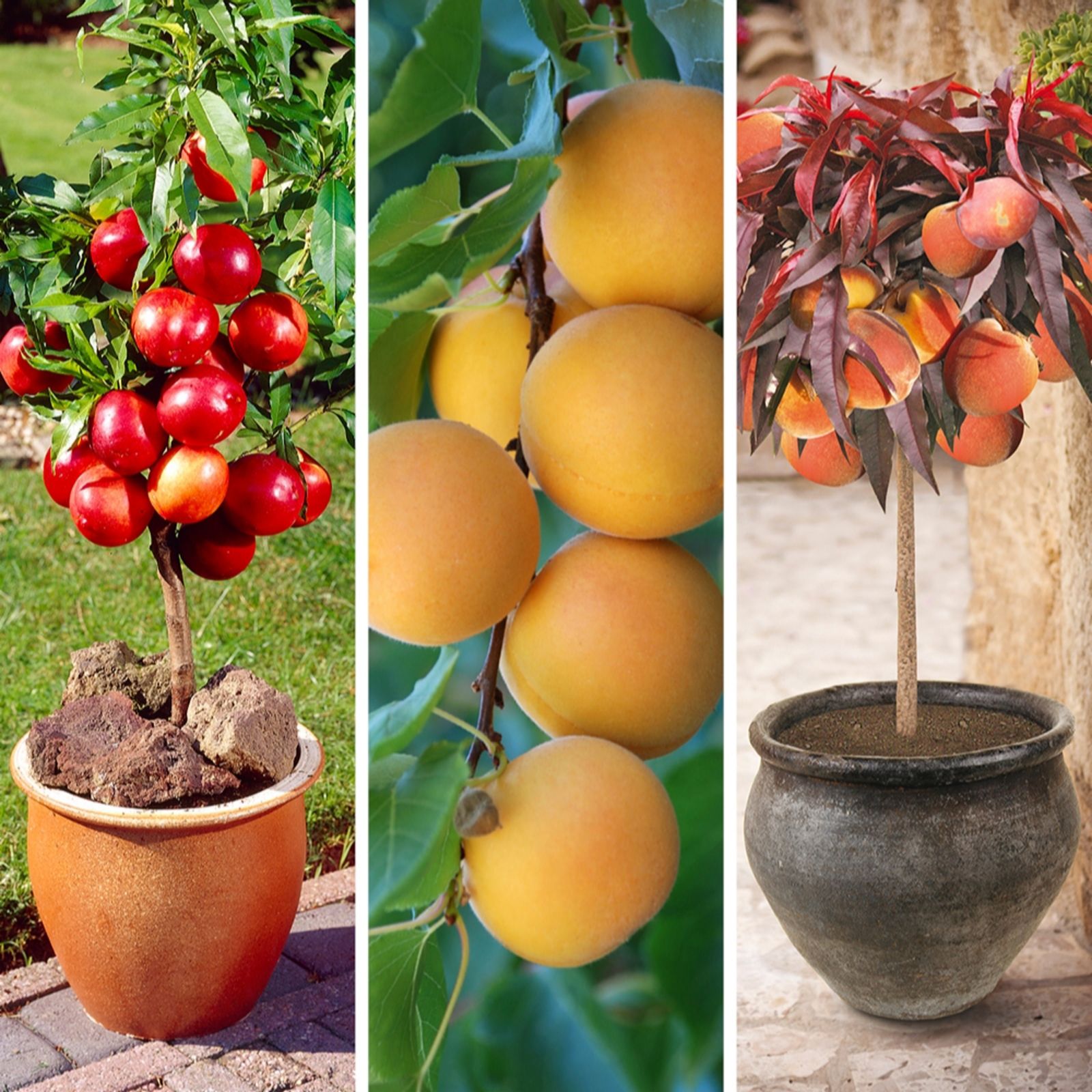 YouGarden Patio Stone Fruit Tree Collection of Bare Roots x 3