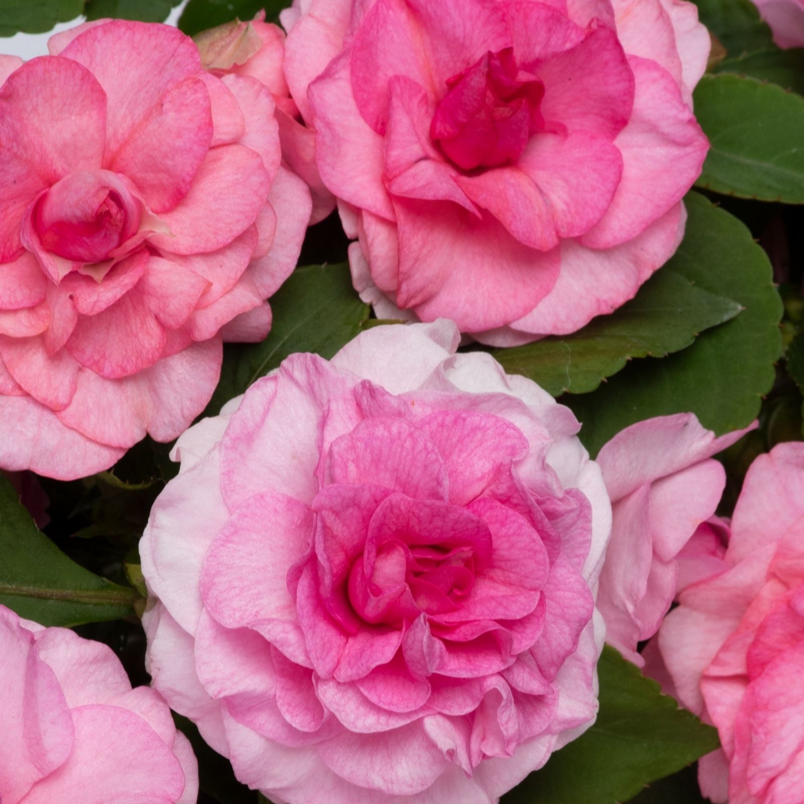 Hayloft Plants Incredible Glimmer Impatiens Nine Plants