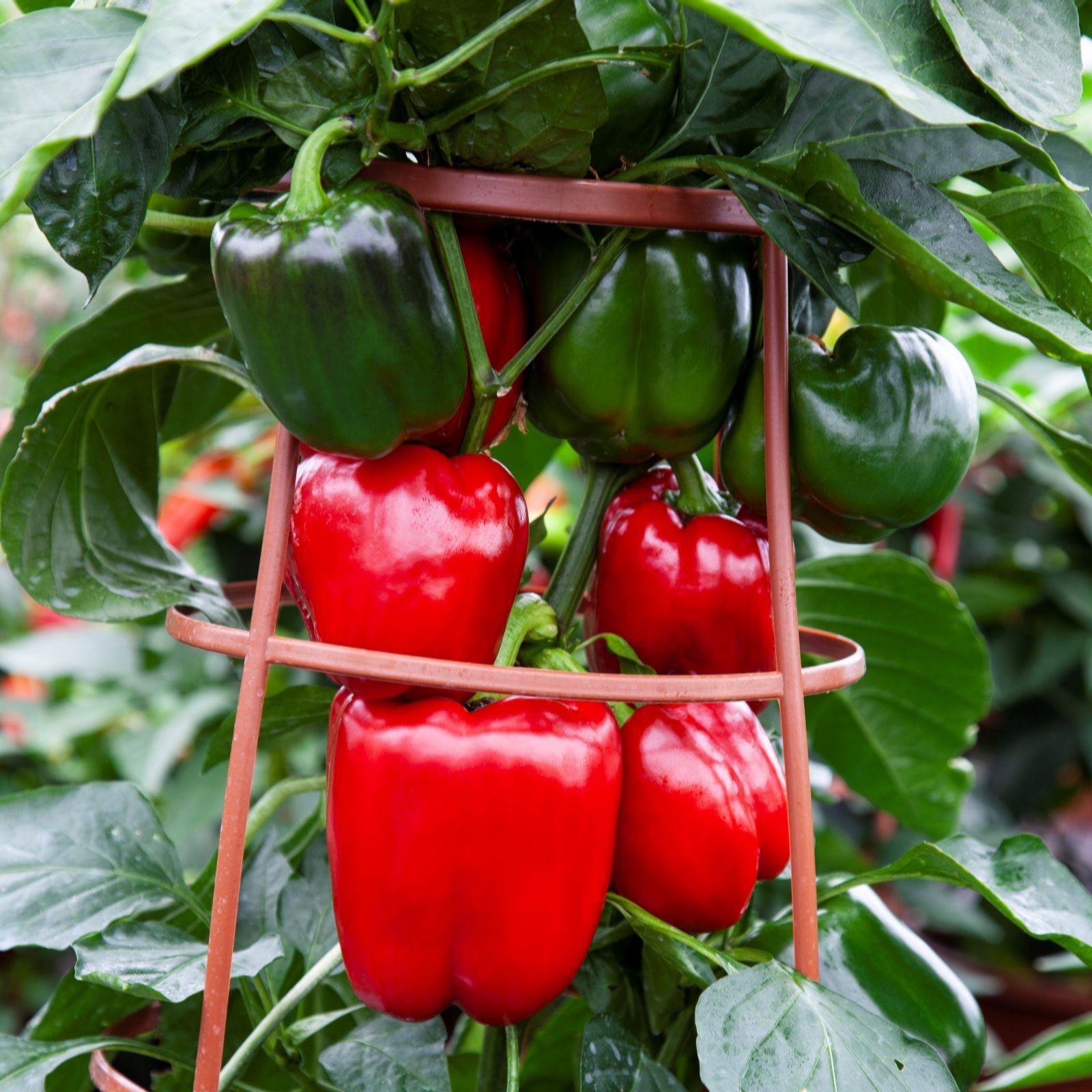 Suttons Pepper (Sweet) Big Ben F1 9cm Pot x 3