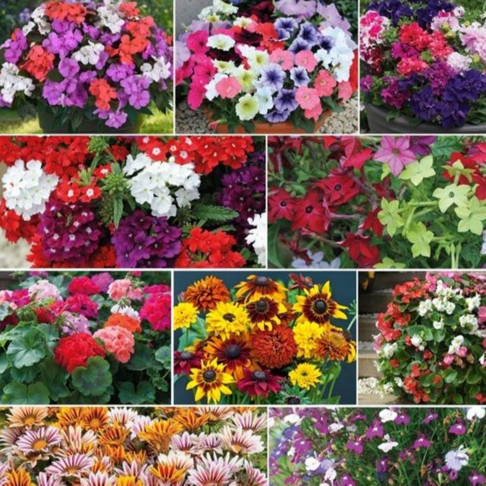 Thompson & Morgan Bumper Garden Collection 120Plants