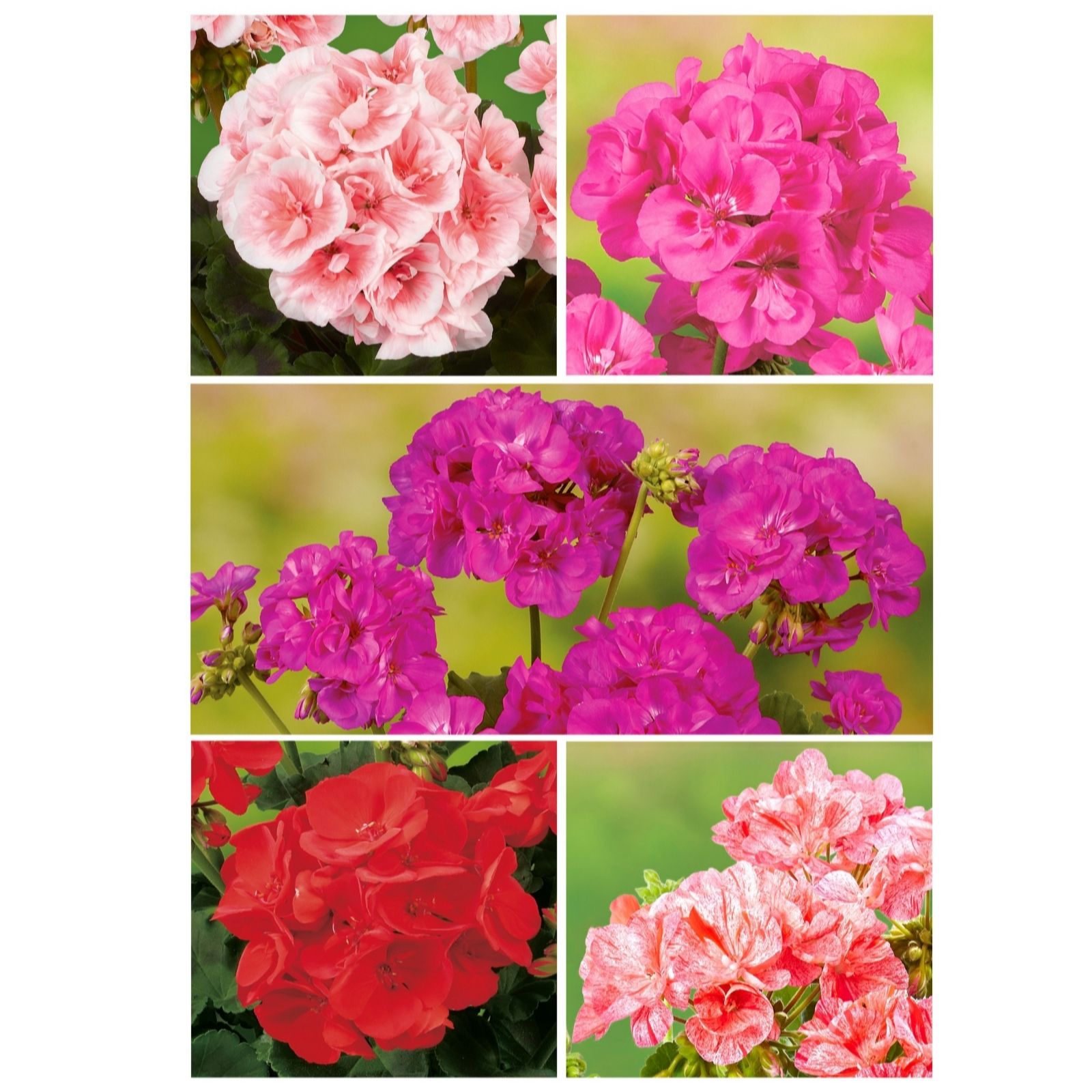 Thompson & Morgan Geranium Giants Collection Garden Ready x 15