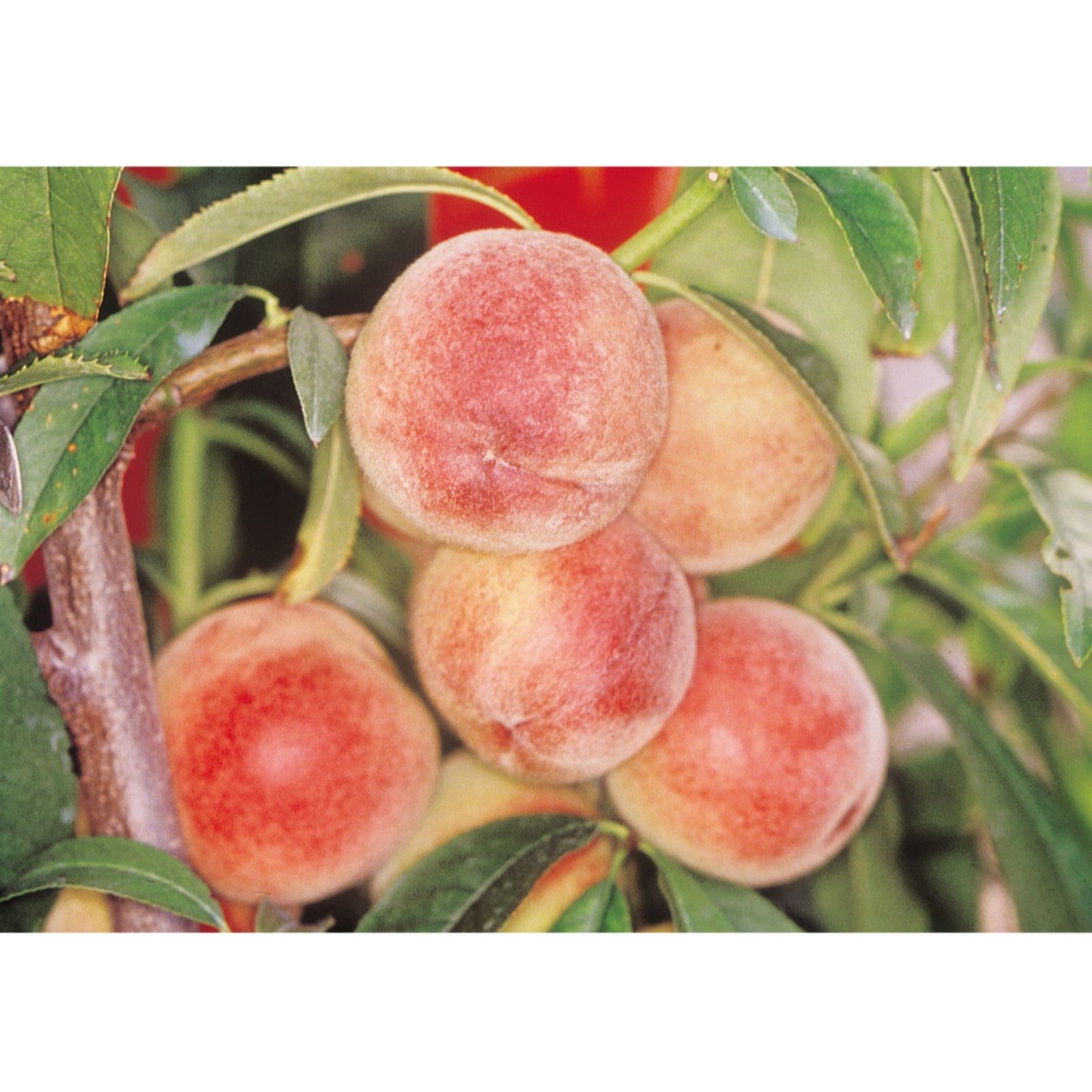 Frank P Matthews Peach Peregrine in 7 Litre Container