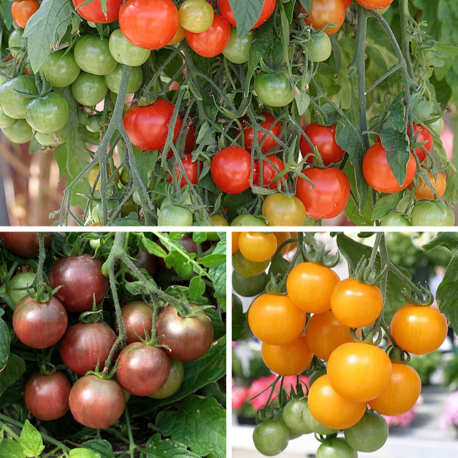 YouGarden Tumbling Tomato Plug Plant Collection x18