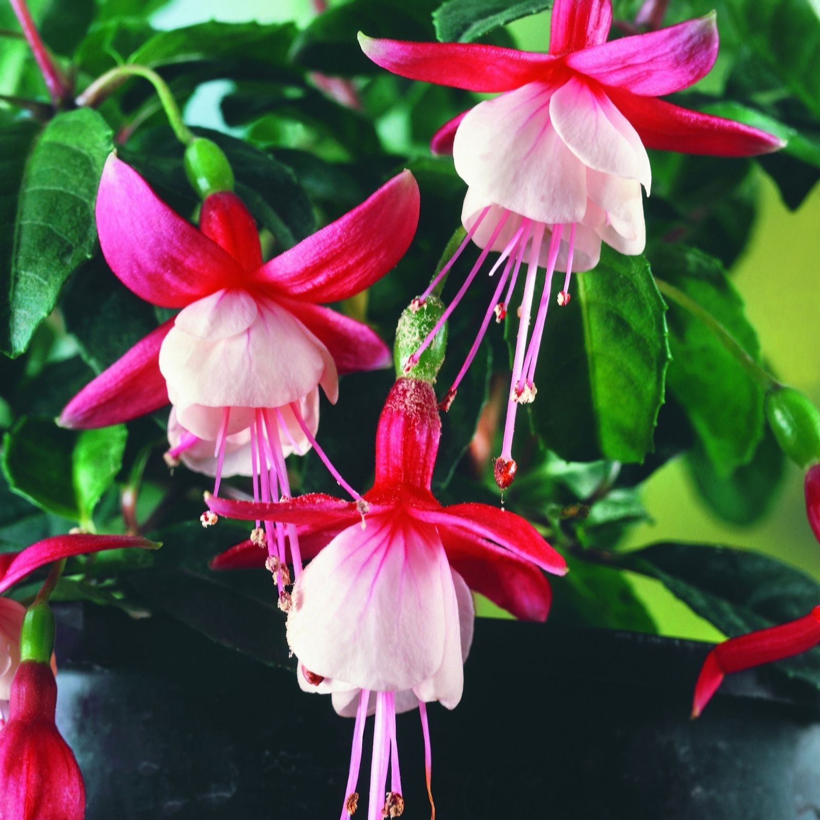 Plants2Gardens Hardy Fuchsia Collection 6 x 2L