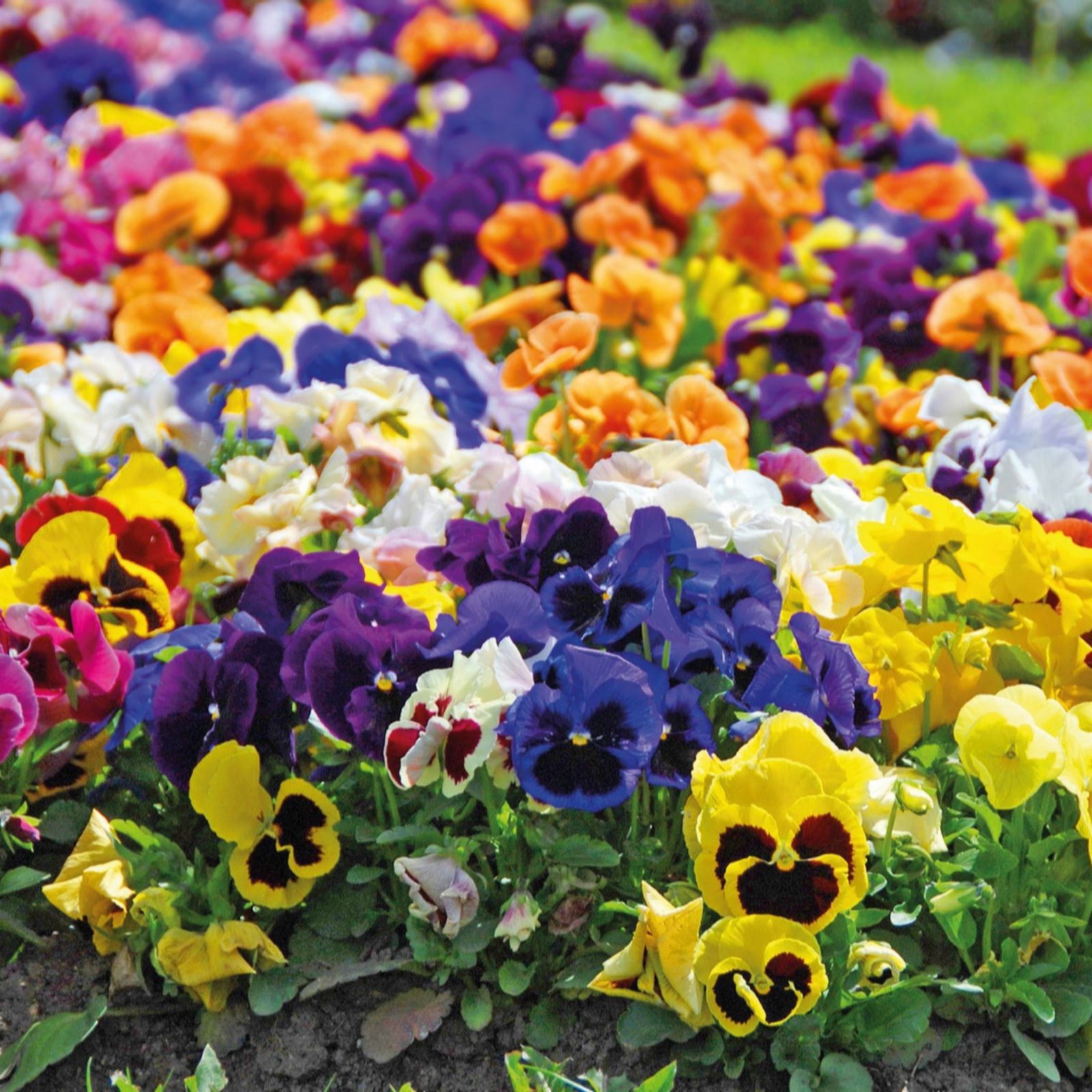 Thompson & Morgan Pansy Matrix Mix Garden Ready Plants x24