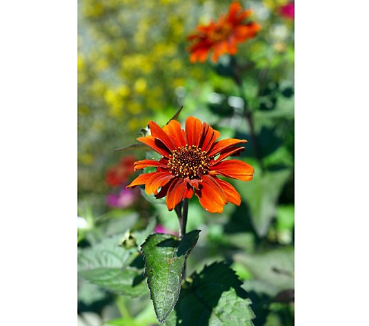 Thompson & Morgan Heliopsis Red Shades 3 Bare Roots