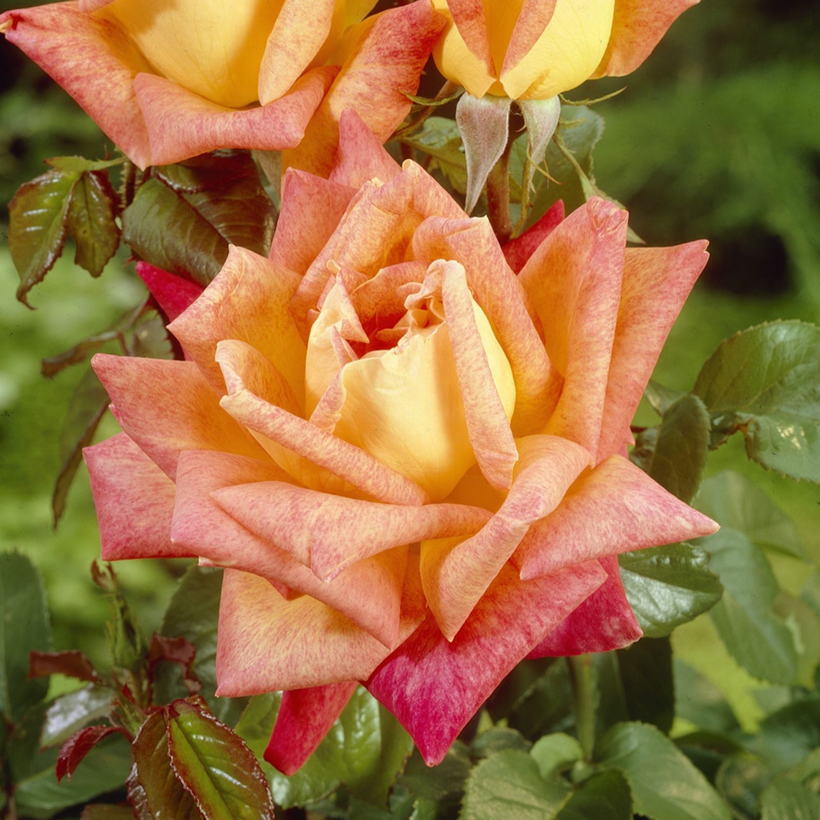 YouGarden Hybrid Tea Rose Bare Root Collection bare roots x 5 - QVC UK