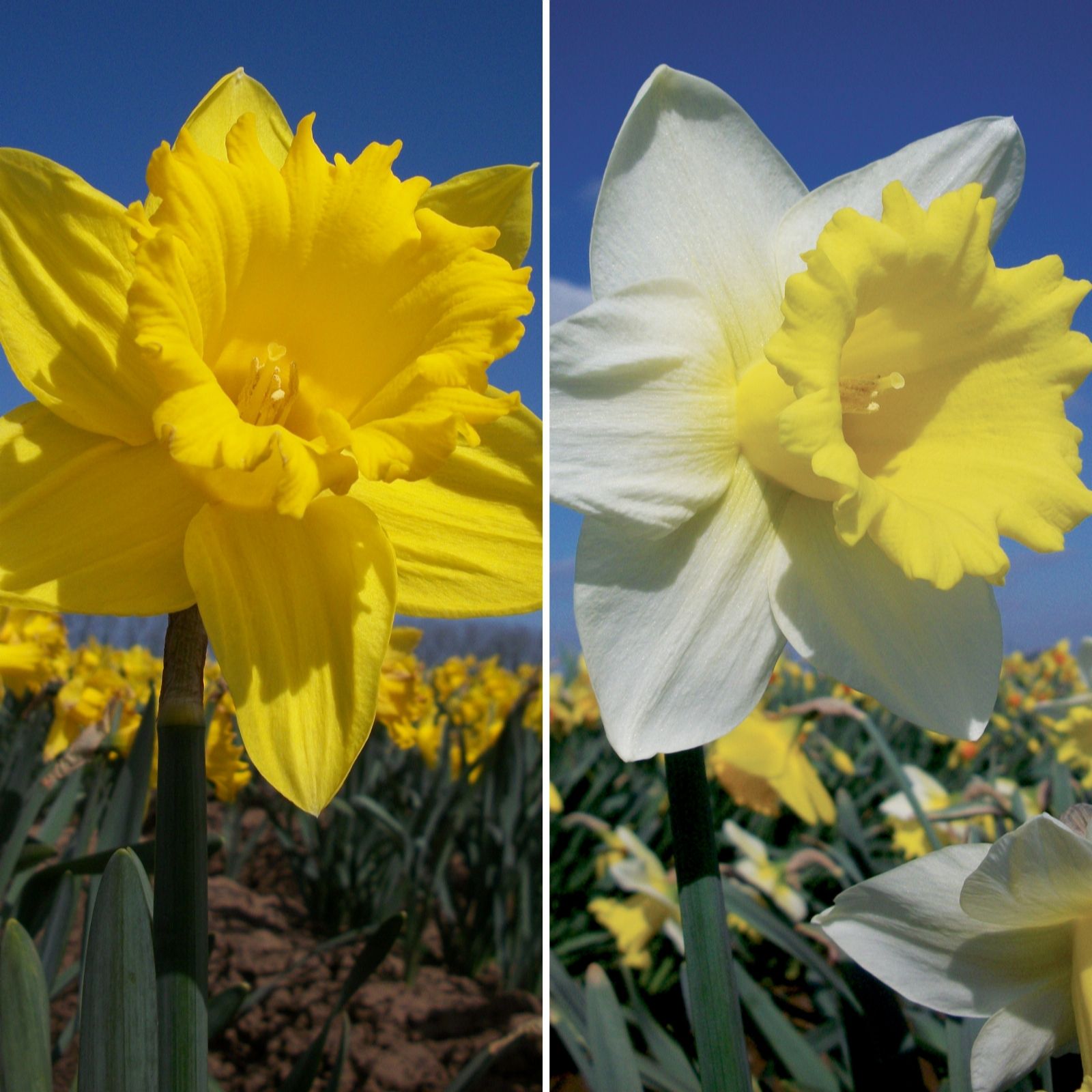 Richard Jackson Supersize Flowers Daffodil Collection 10x 14/16 Bulbs