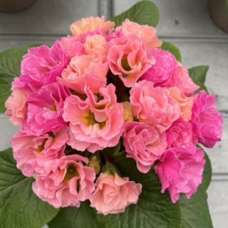 Richard Jackson's Nursery Fresh Primrose Rosebud Tutti Frutti 5 x 6cm