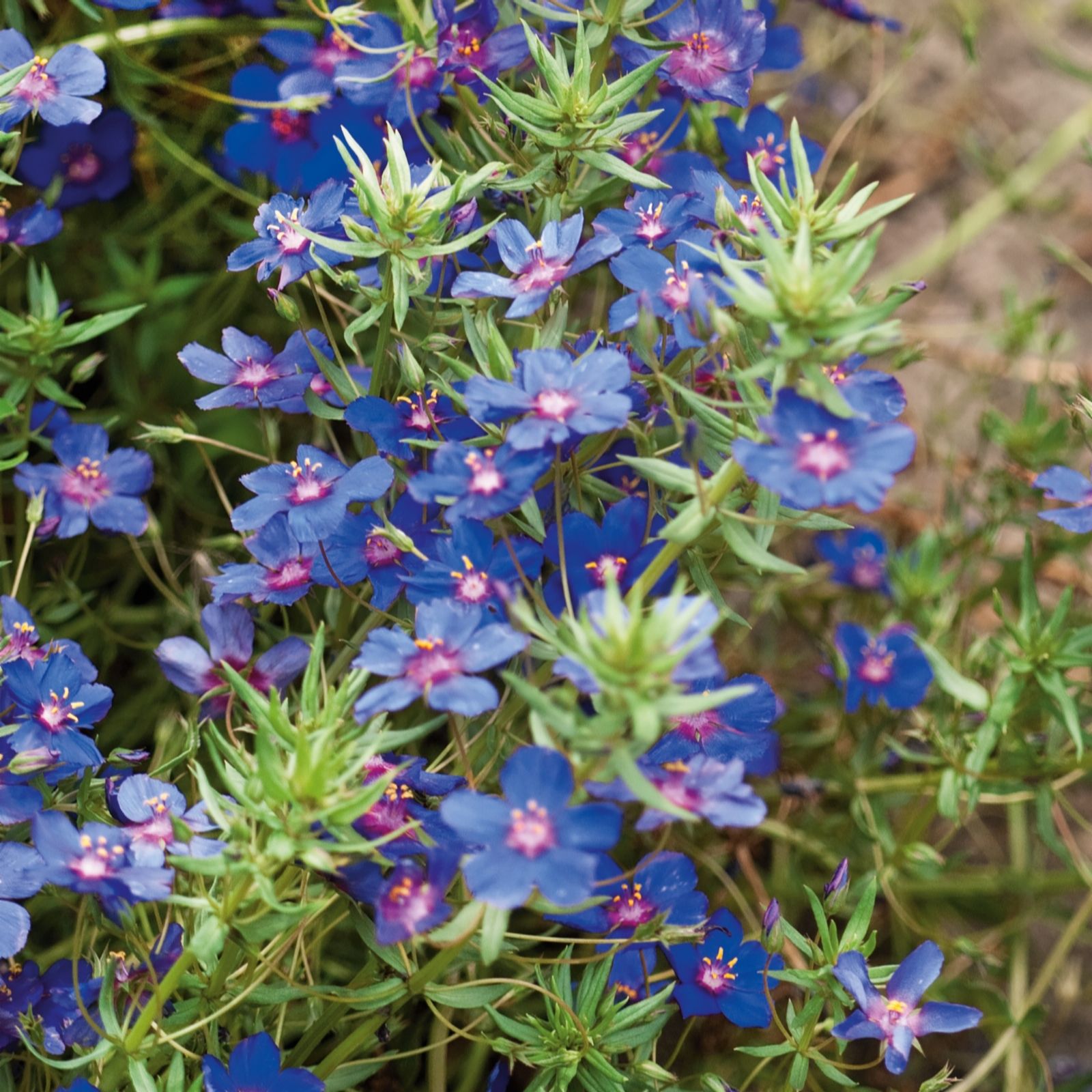 Plants2Gardens Anagalis Sky Lover 3x 10.5cm