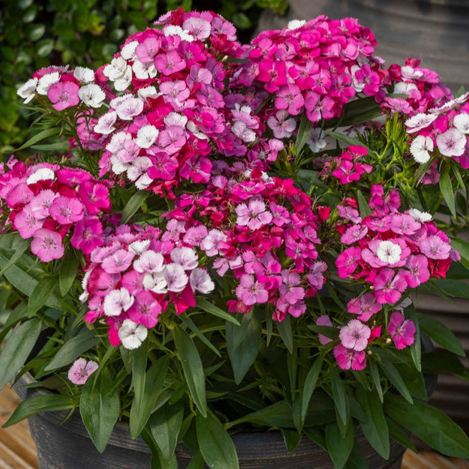 YouGarden Sweet William Dart Pink Magician 20x Garden Ready Plants