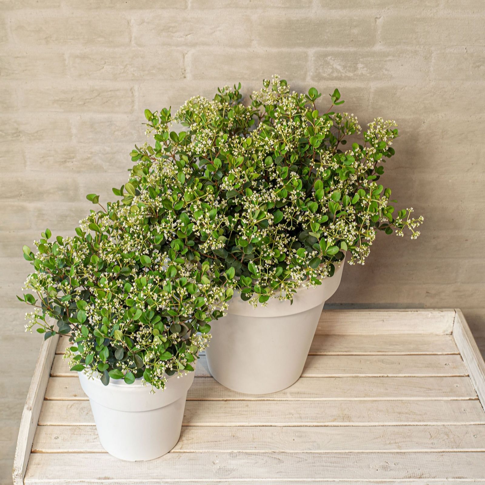 Thompson & Morgan Viburnum Fairy Stars 3 Litre Pot x 1