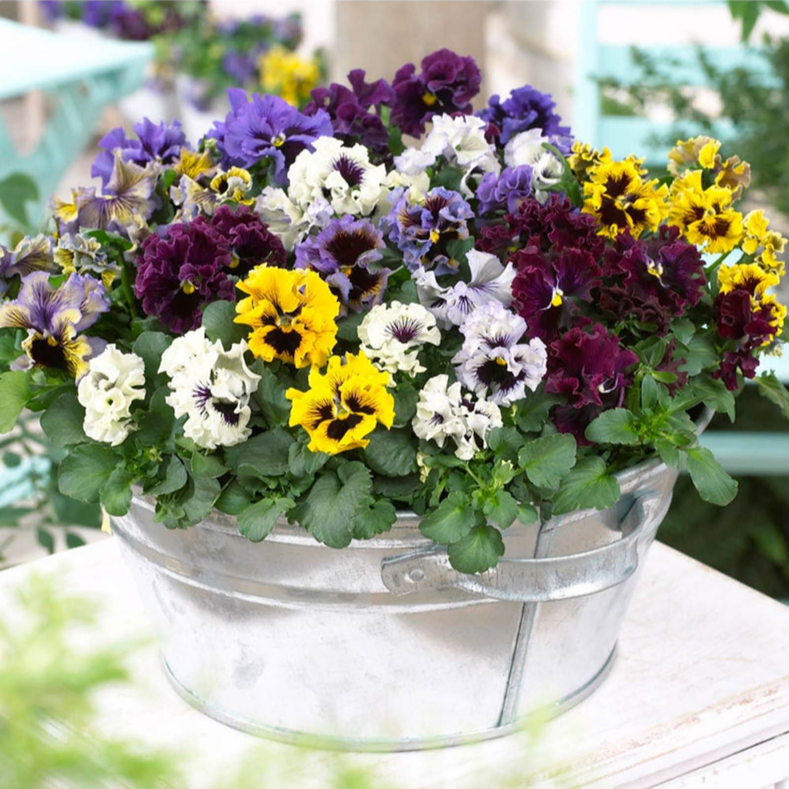 YouGarden Pansy 'Frizzle Sizzle Mix' Garden Ready plants x20