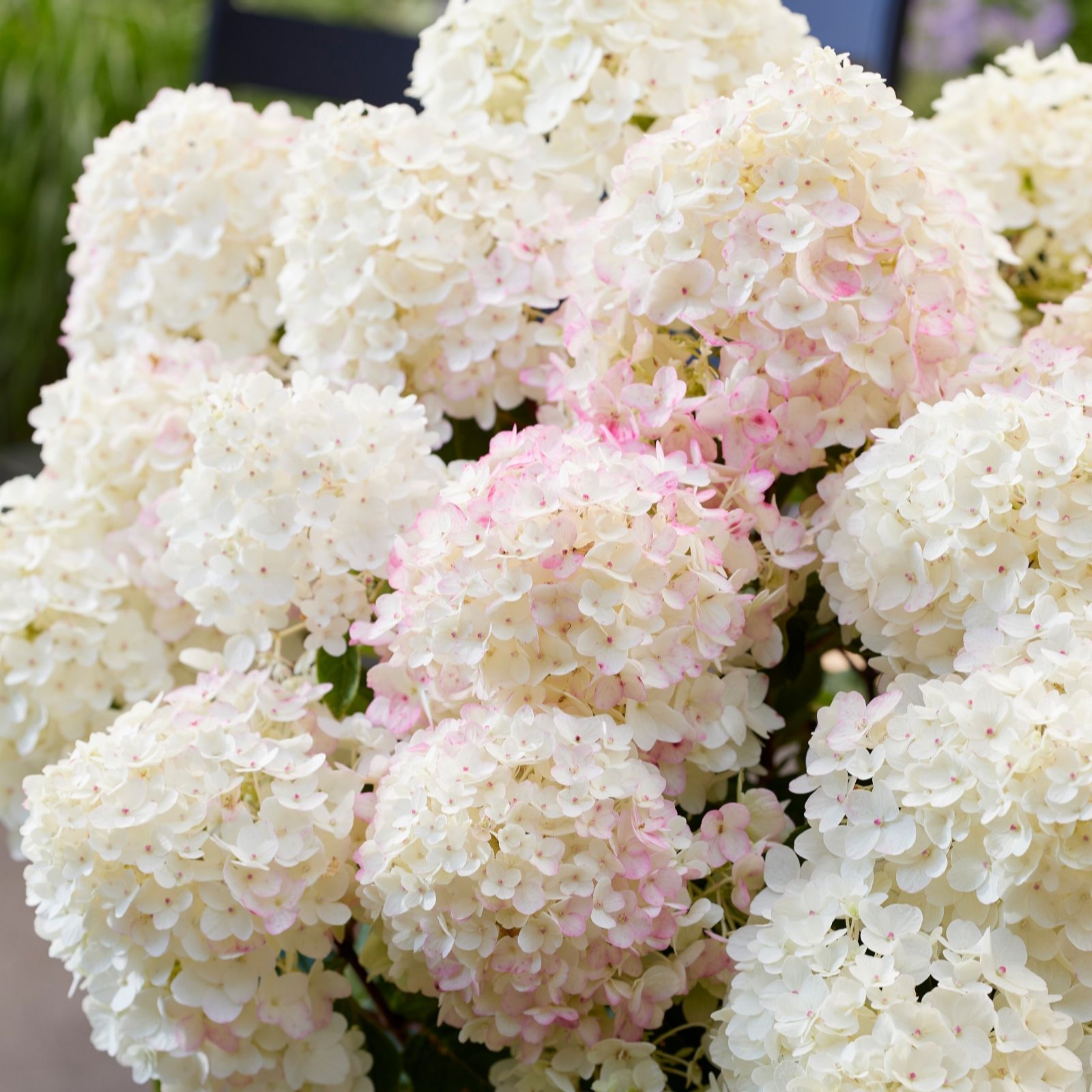 Richard Jackson Hydrangea Living Little Rosy 2.3L Pot