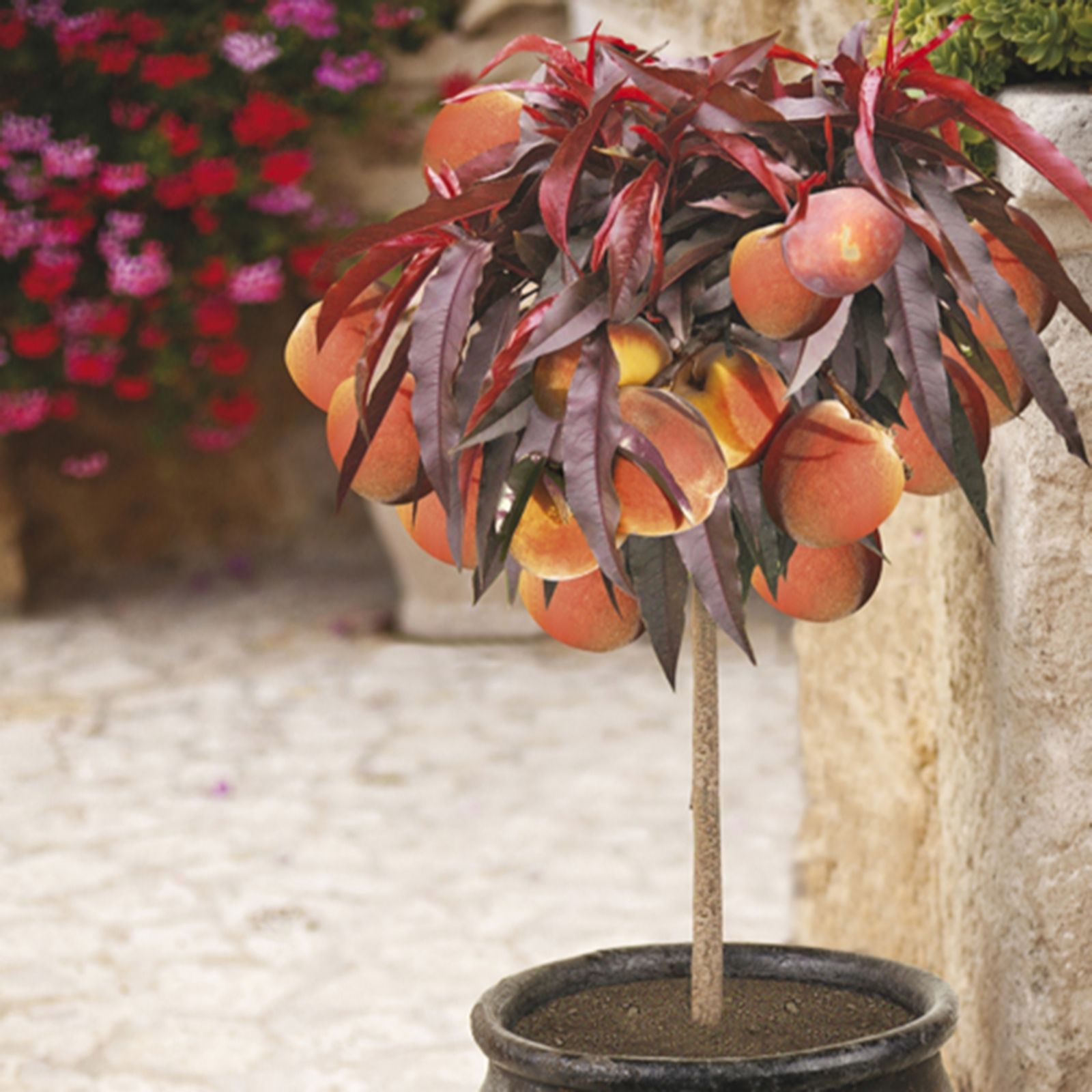 YouGarden Peach 'Crimson Bonfire' Patio Tree bare root x2