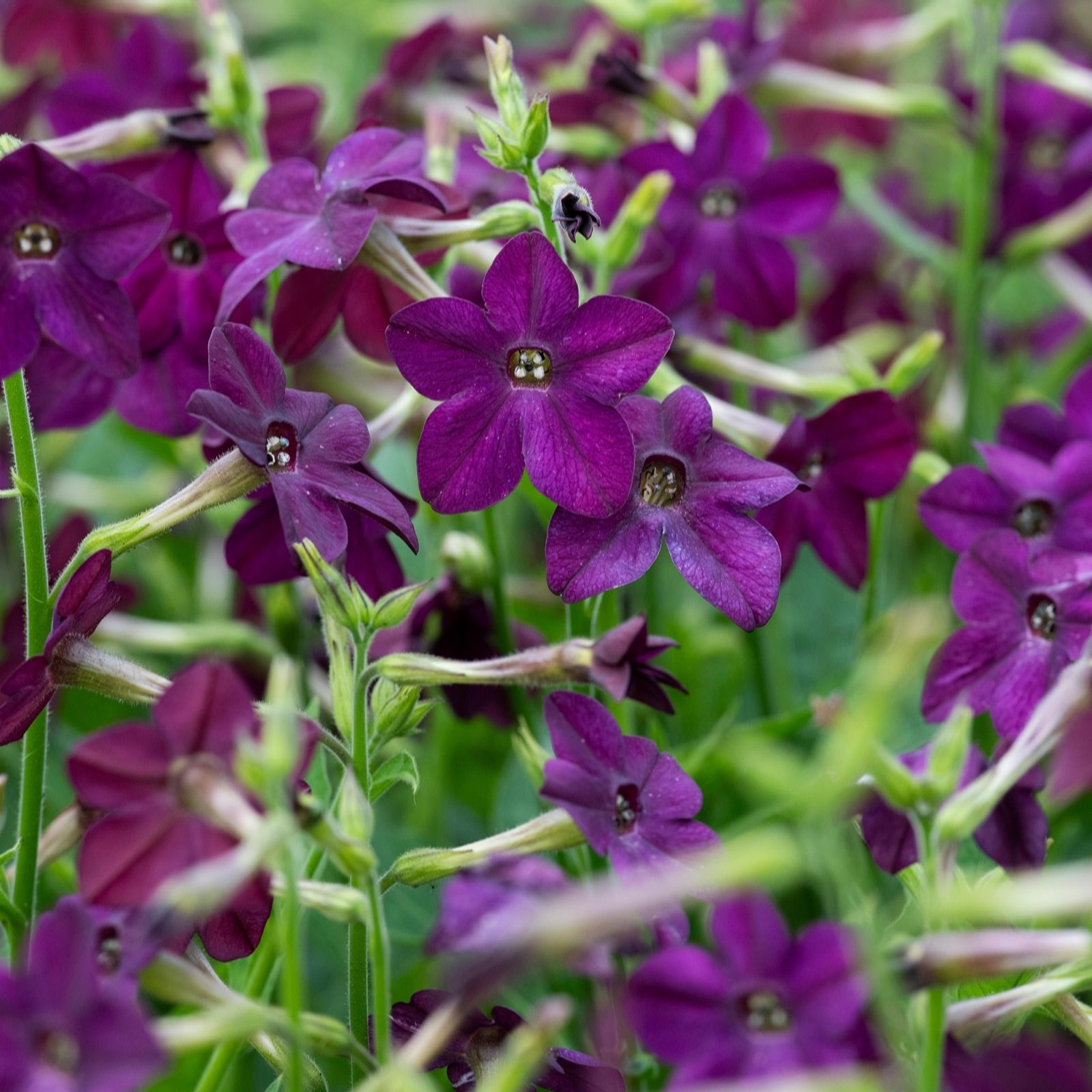 Hayloft Plants Nicotiana Perfume Collection Nine Plants