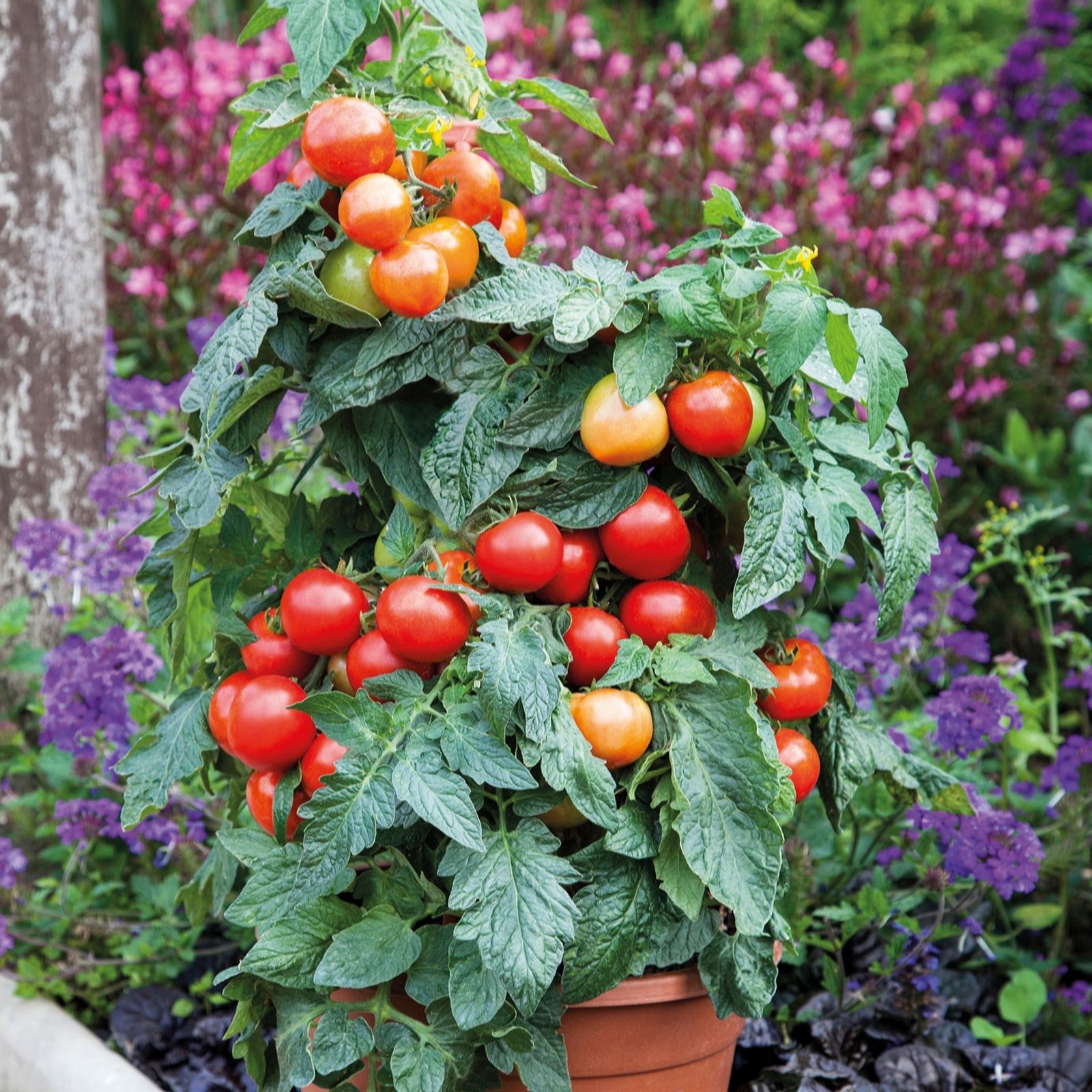Thompson & Morgan Tomato Summerlast 9cm Pot x 3