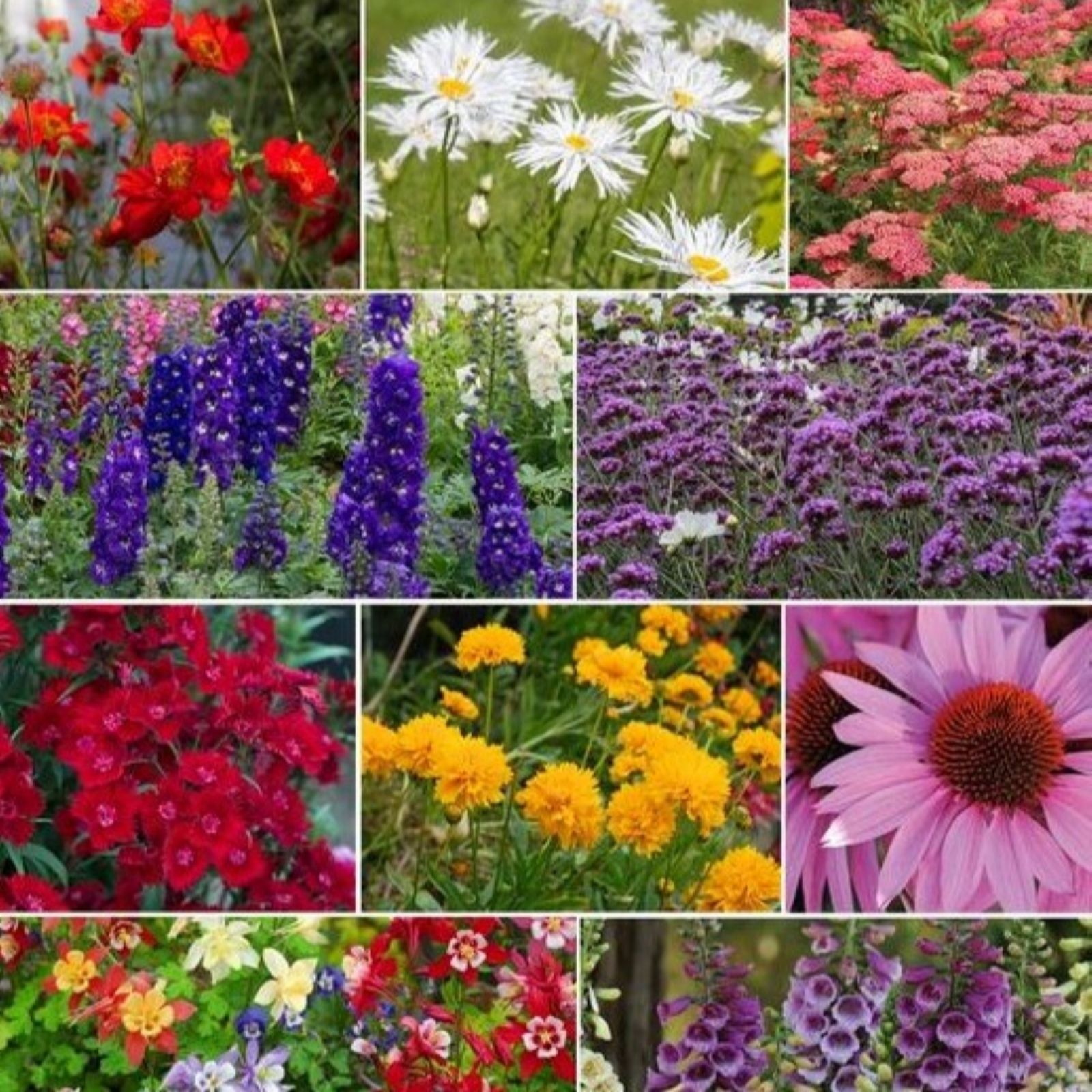 Thompson & Morgan Best Value Rainbow Perennial Collection 120 Plugs