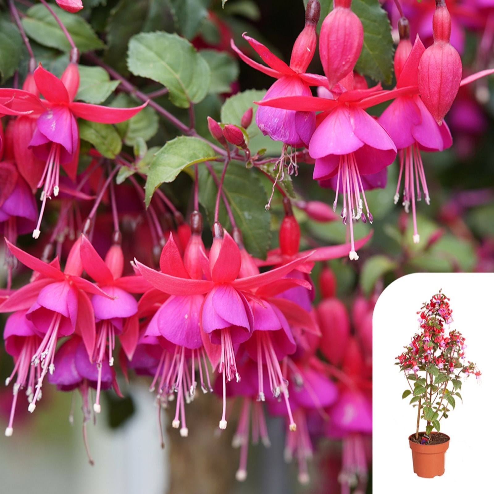 YouGarden Flowering Fuchsia Pyramid in a 17cm Pot