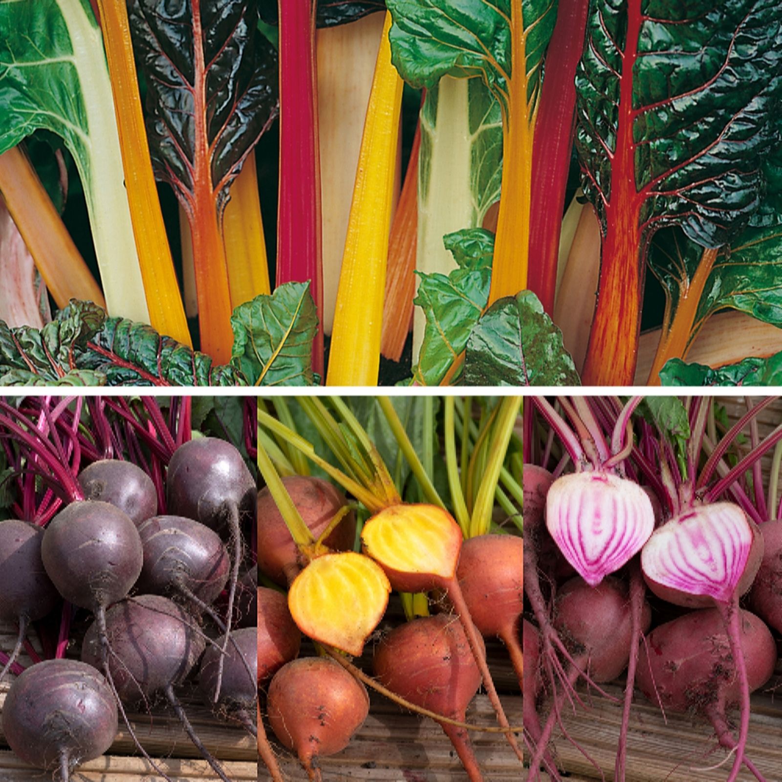 YouGarden Rainbow Vegetable Plug Plant Collection x12
