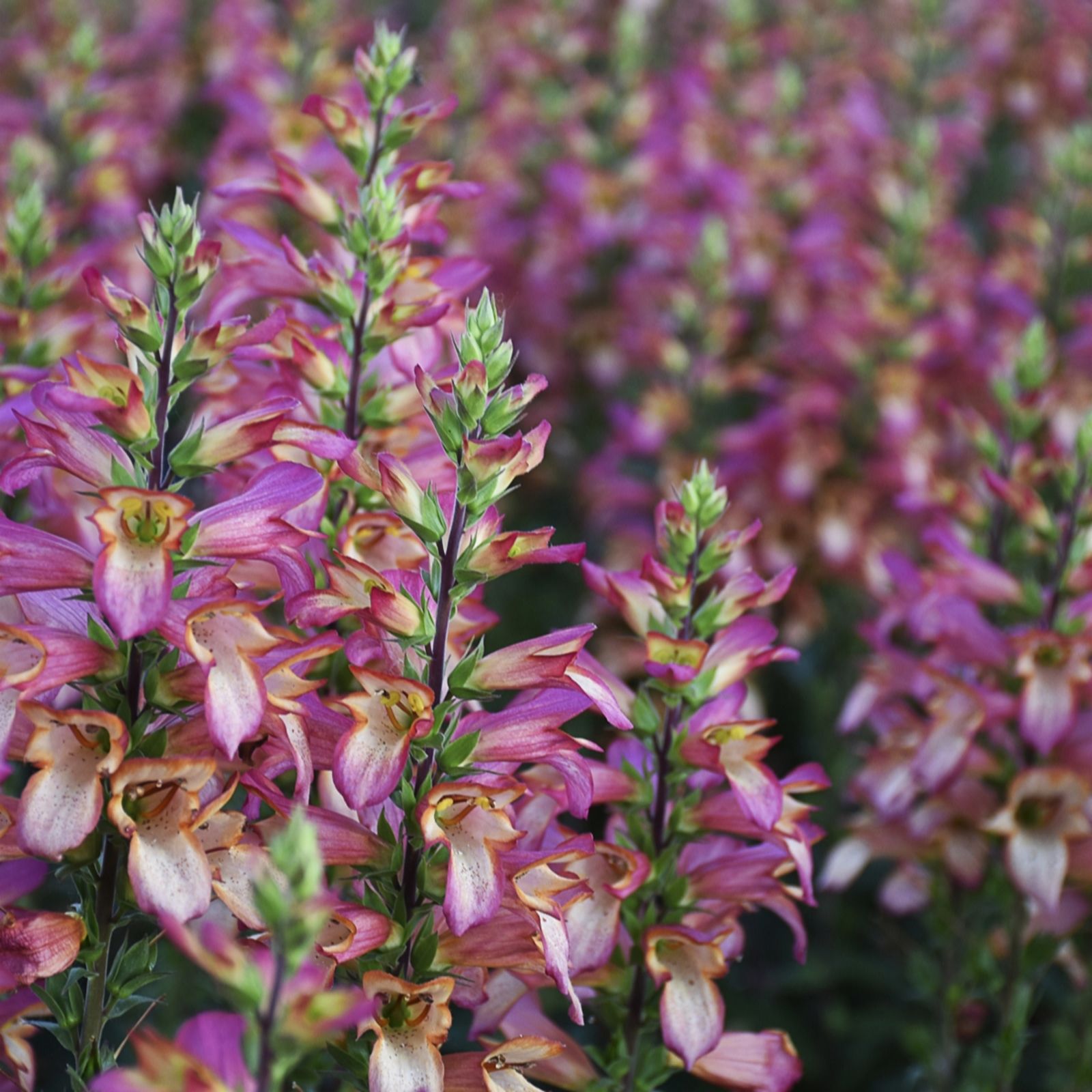 Plants 2 Gardens Digitalis Digiplexis 3 x 9cm