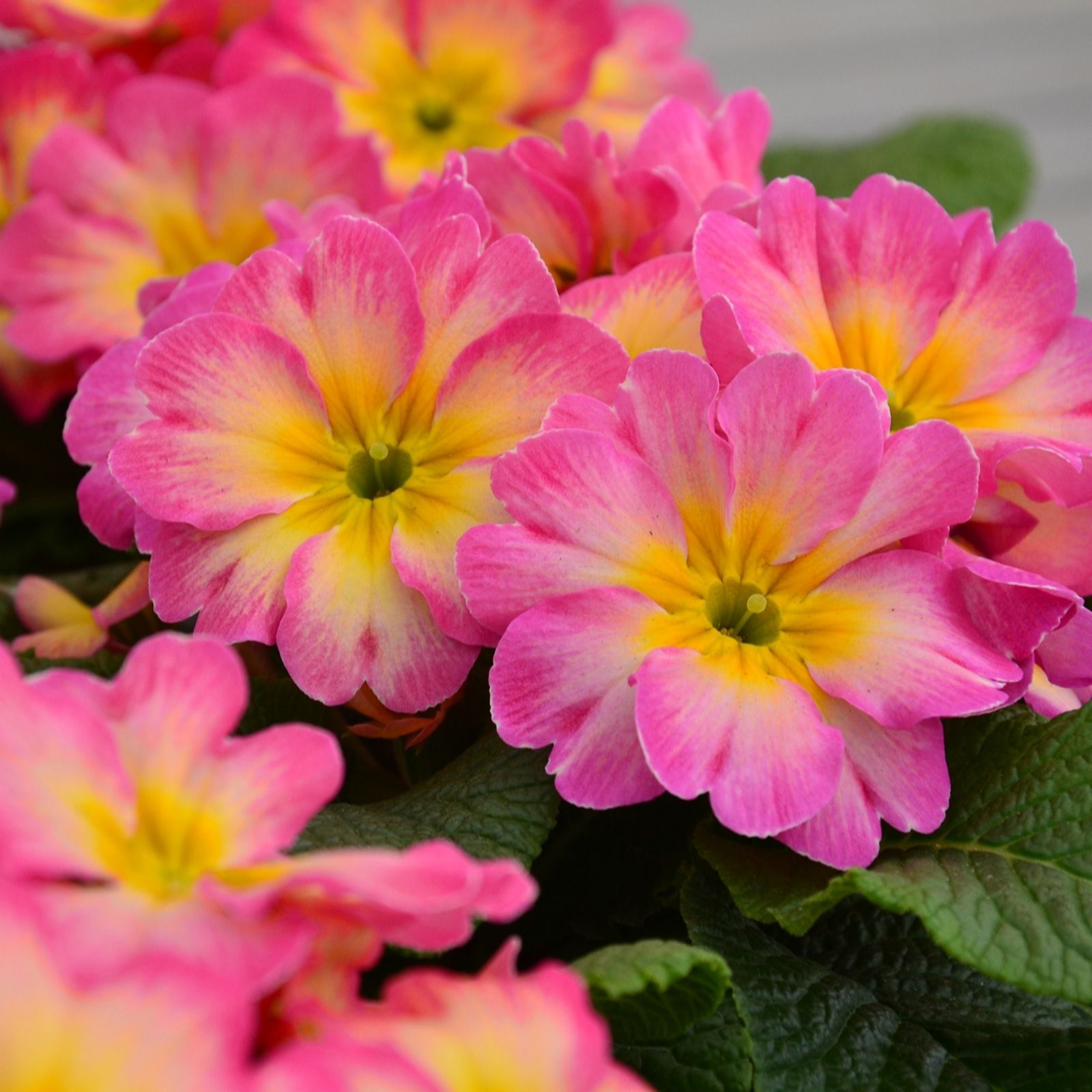 Plants2Gardens Primrose Starflame Papaya 20 x 5cm Plants