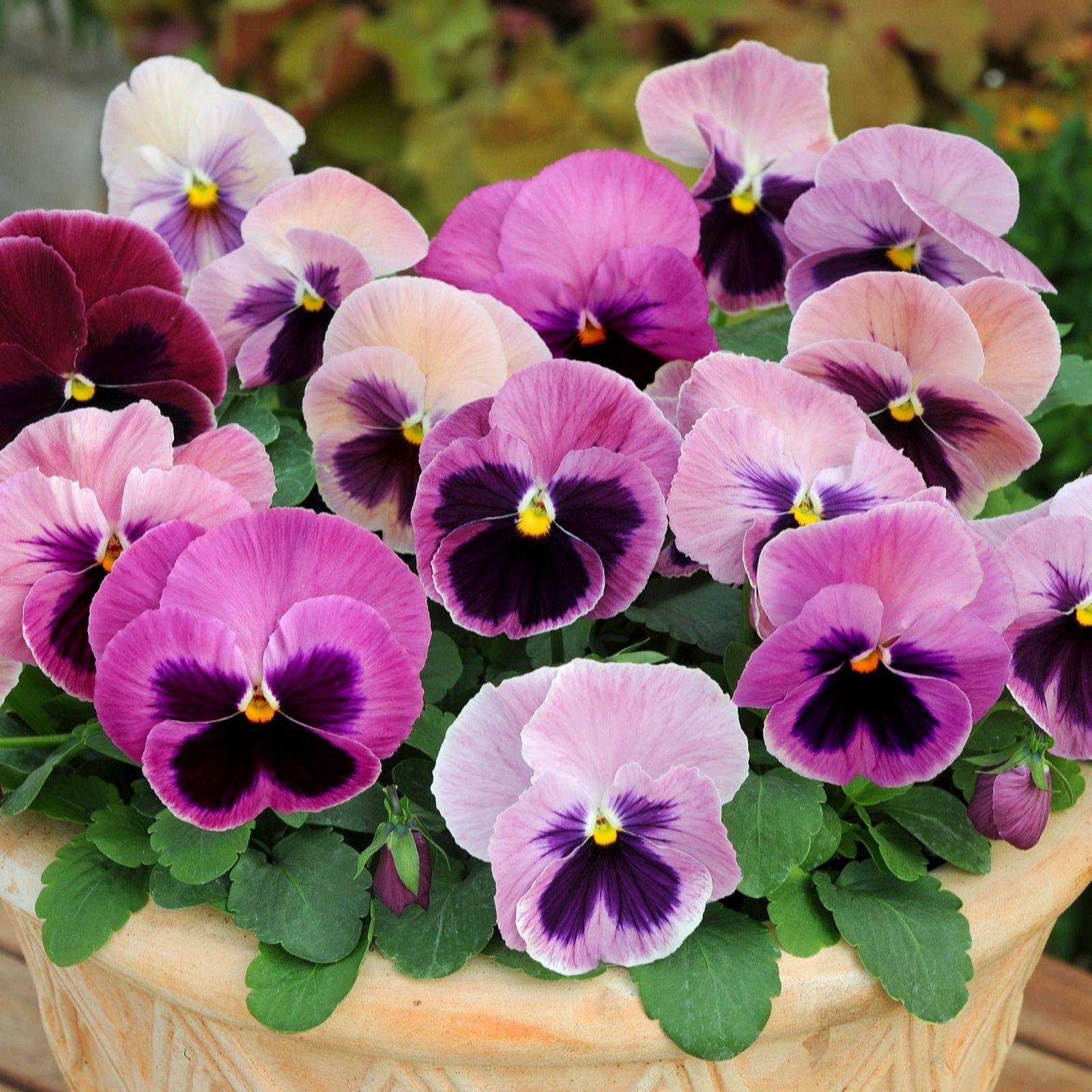 Thompson & Morgan Pansy Matrix Pink Shades Garden Ready Plants x24