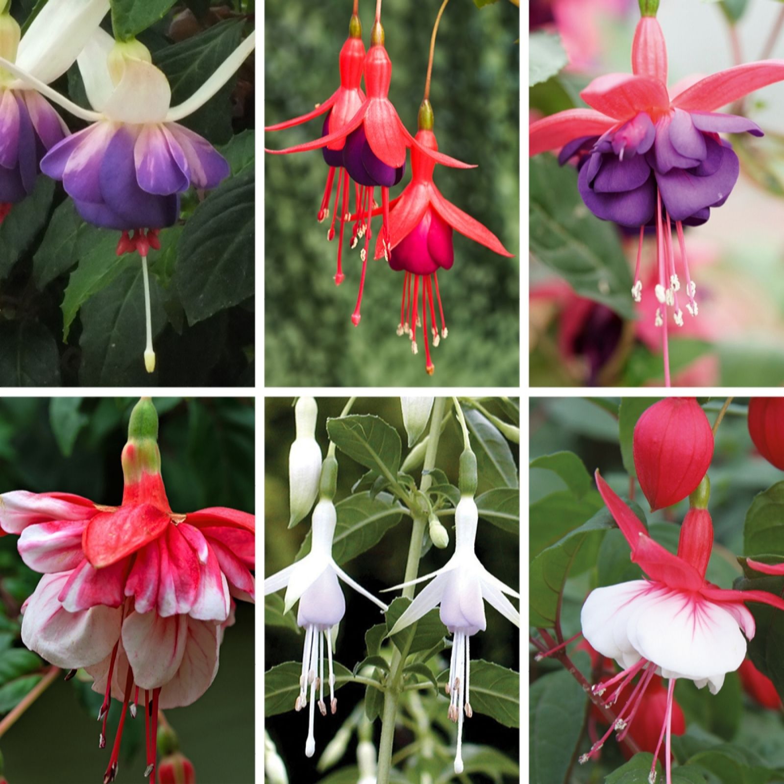 YouGarden Fuchsia Hardy Collection 9cm x 6