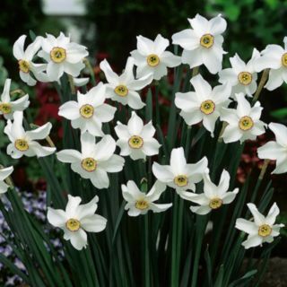 YouGarden Narcissus Pheasant Eye x24 Bulbs