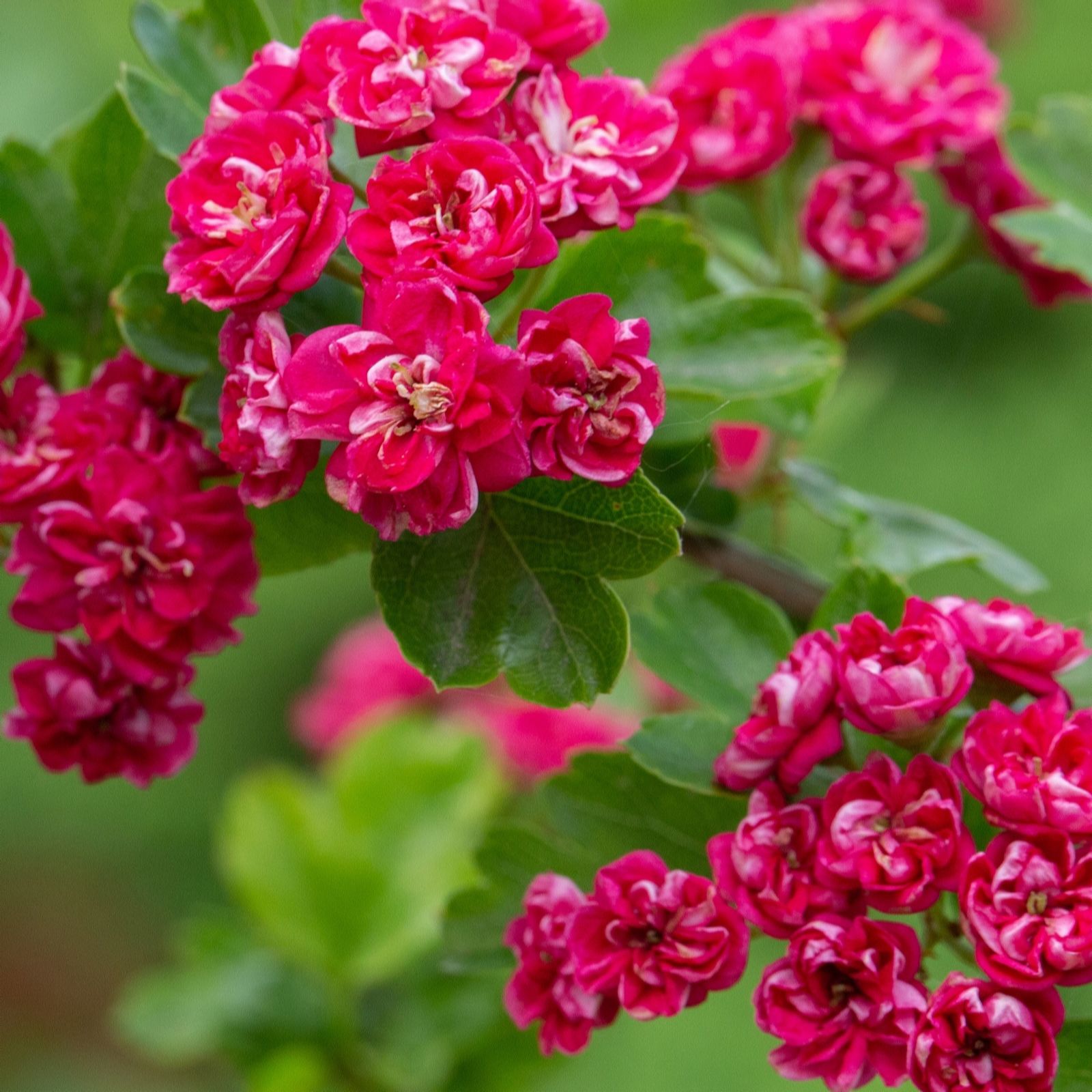 Frank P Matthews Crataegus x med Pauls Scarlet in 12 Litre Container