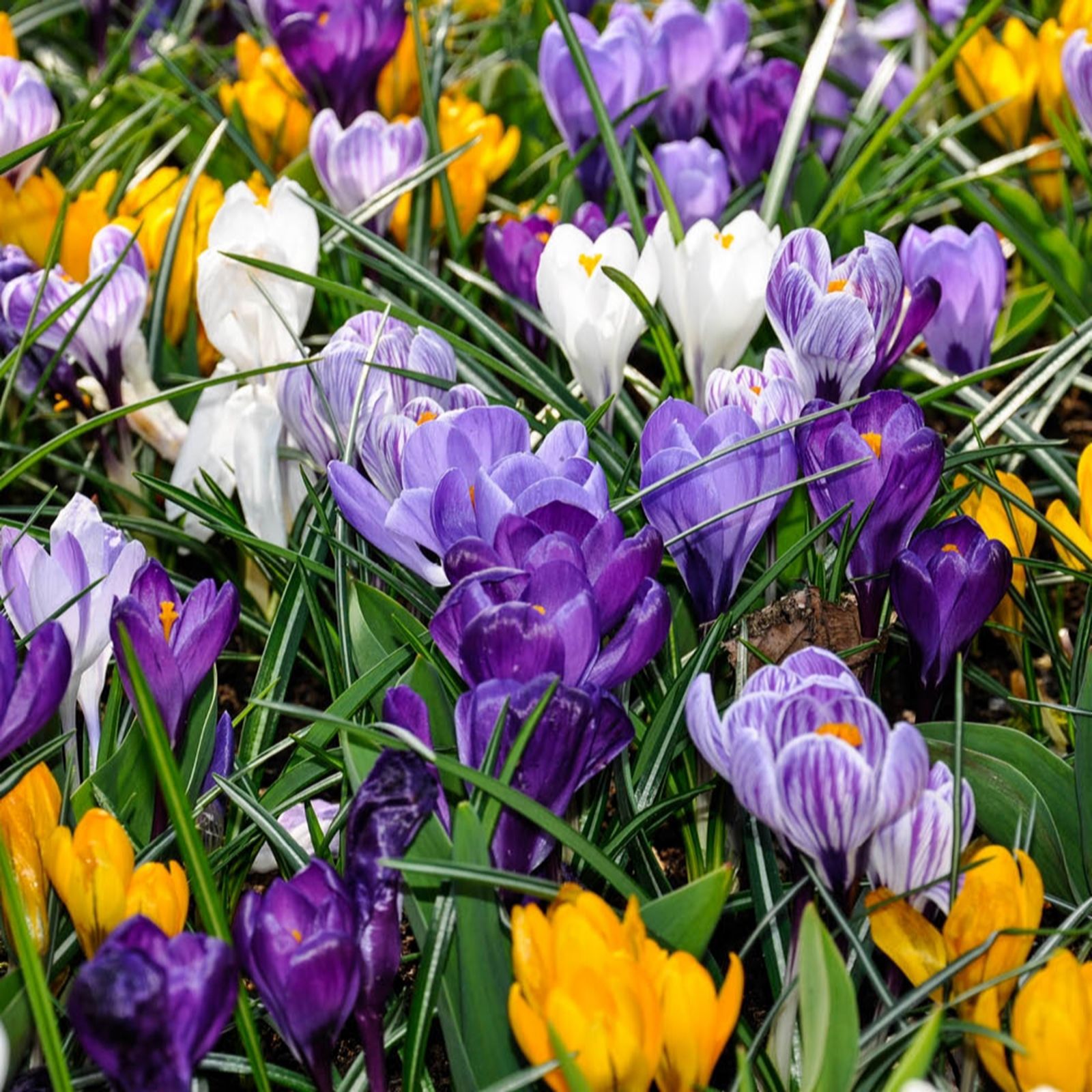 YouGarden Crocus Large Flowered Mixed x60 bulbs
