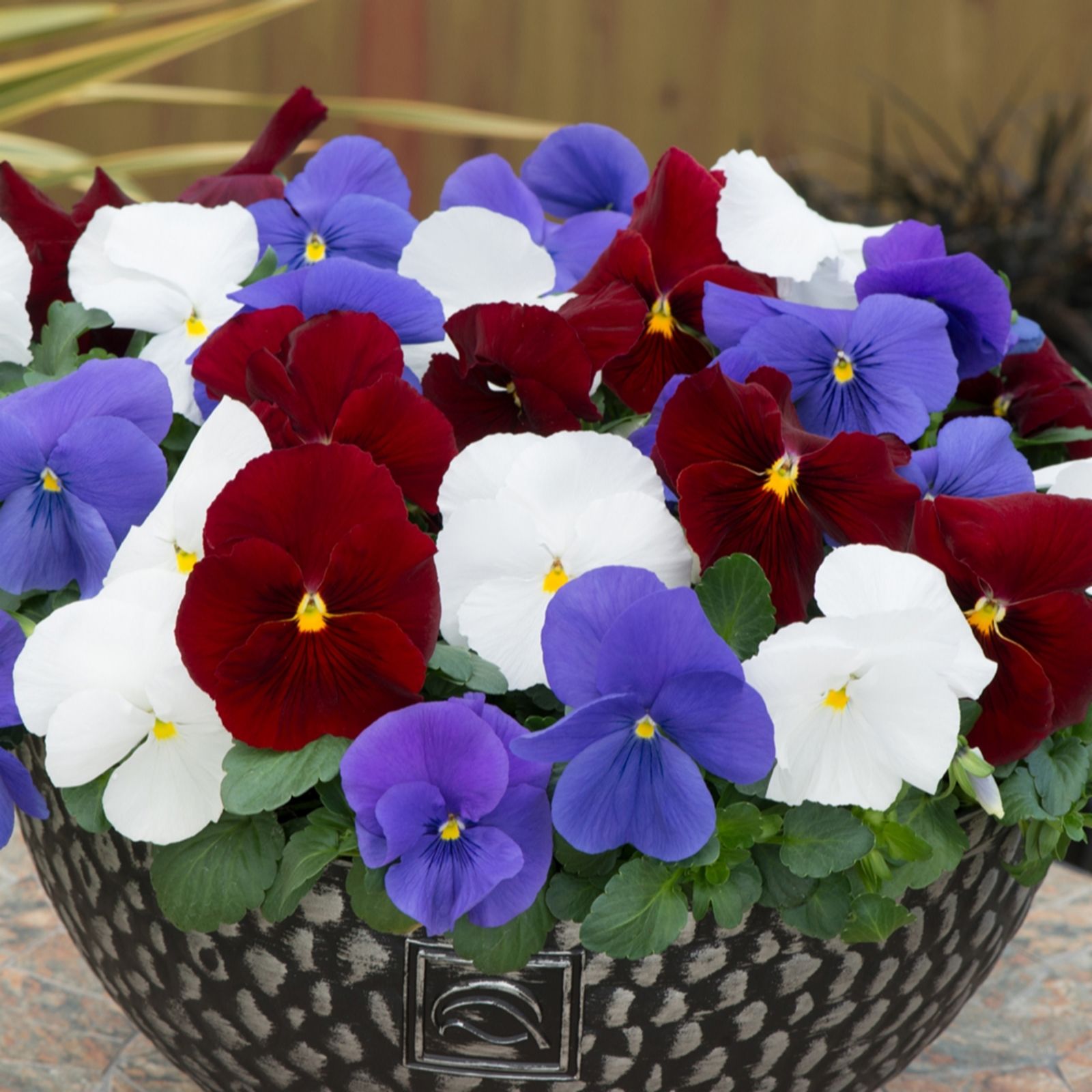 YouGarden Pansy 'Matrix Britannia' Garden Ready plants x20