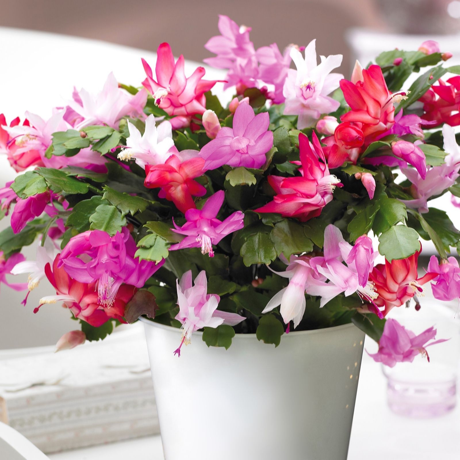 Thompson & Morgan Gift Christmas Cactus Multicoloured in Zinc 13cm Pot