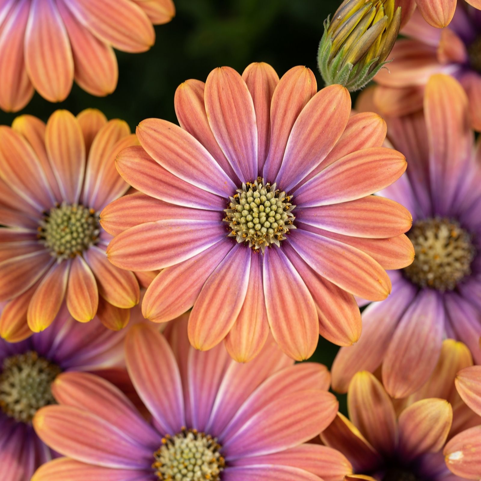 Hayloft Plants Osteospermum Bestie Collection Nine Plants