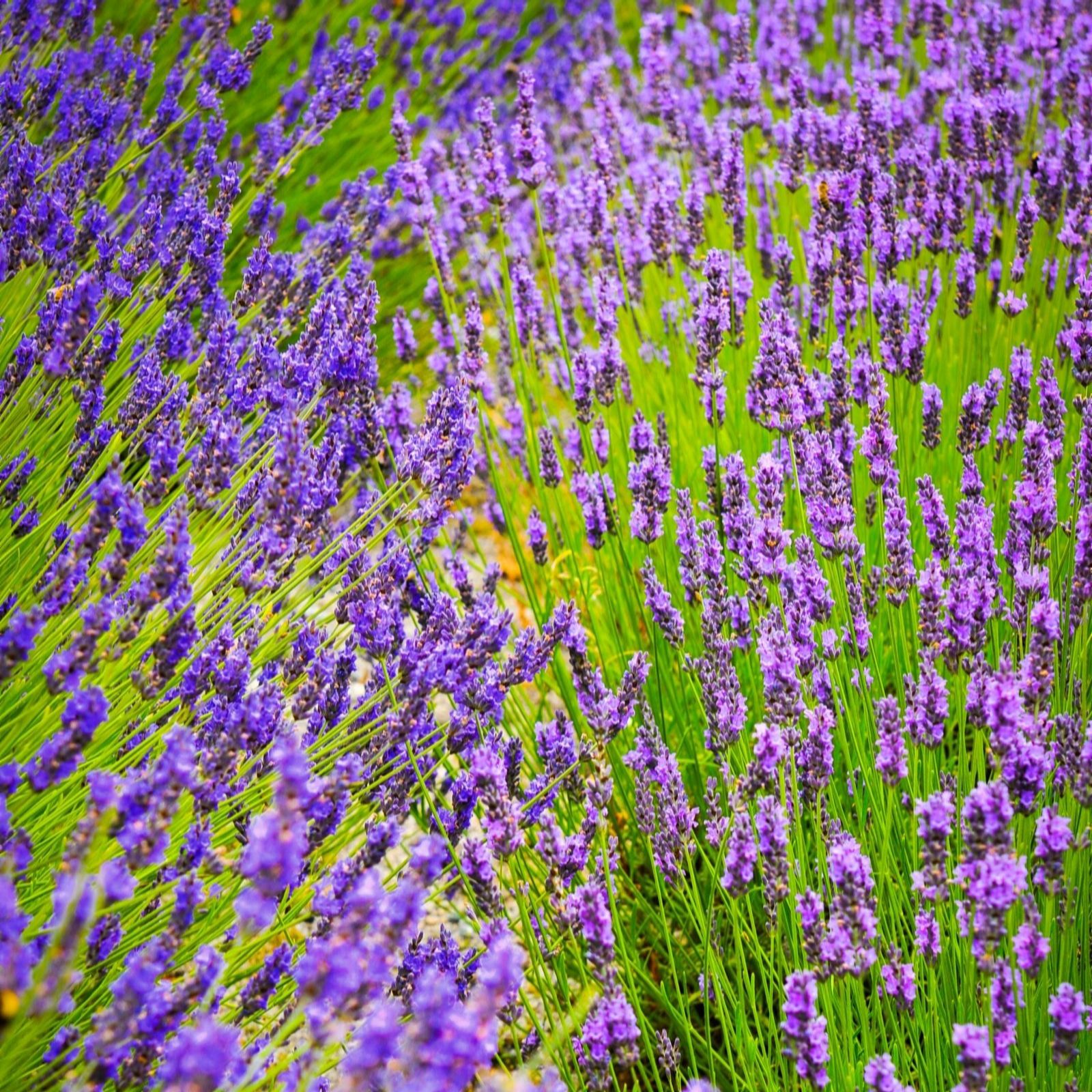 Thompson & Morgan Lavender Duo Hidcote & Munstead 24 Plugs