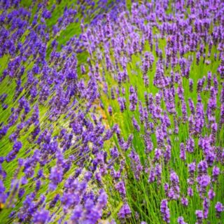 Thompson & Morgan Lavender Duo Hidcote & Munstead 24 Plugs