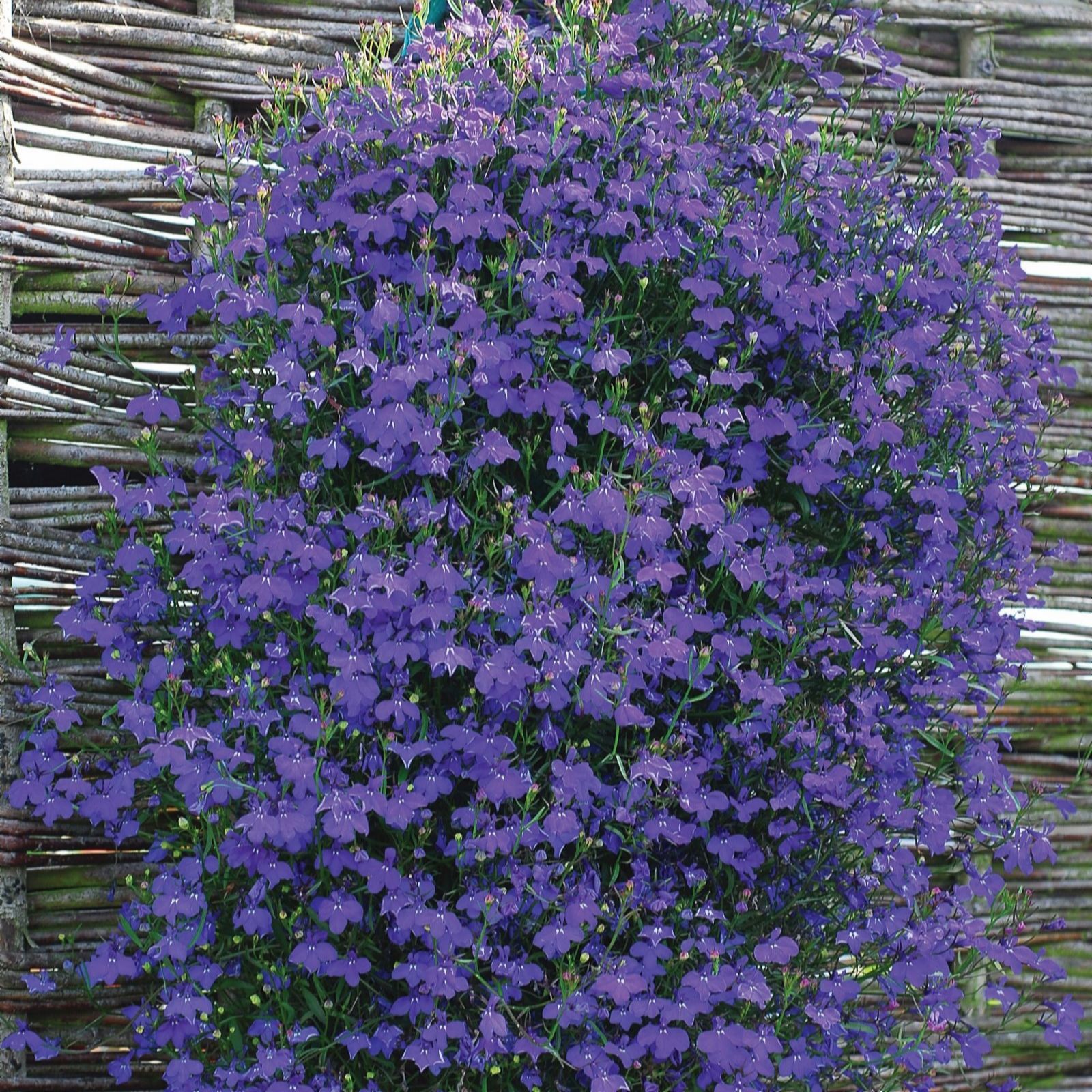 Thompson & Morgan Lobelia Monsoon Mix Garden Ready x 24