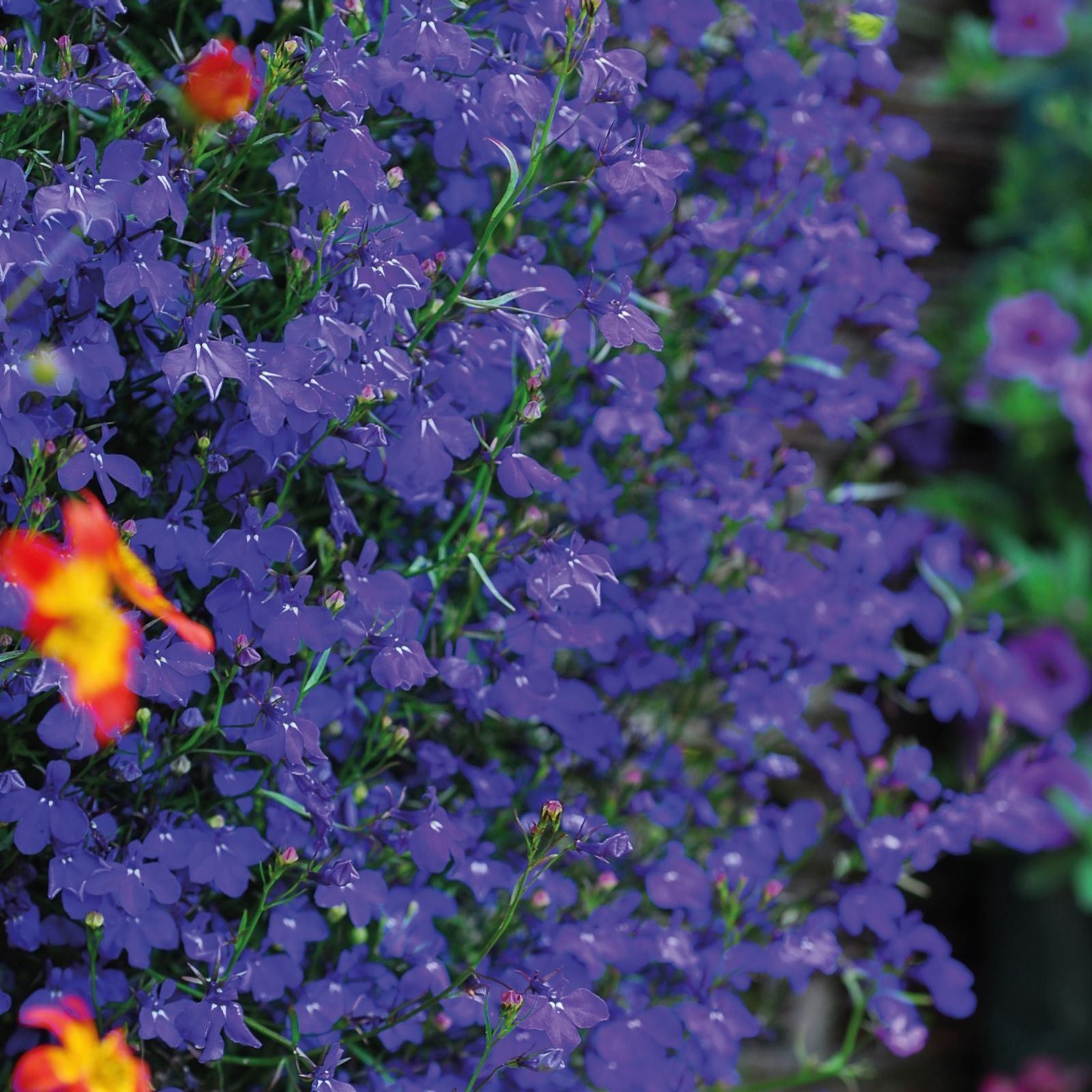 Thompson & Morgan Lobelia Monsoon Mix Garden Ready x 24 - QVC UK