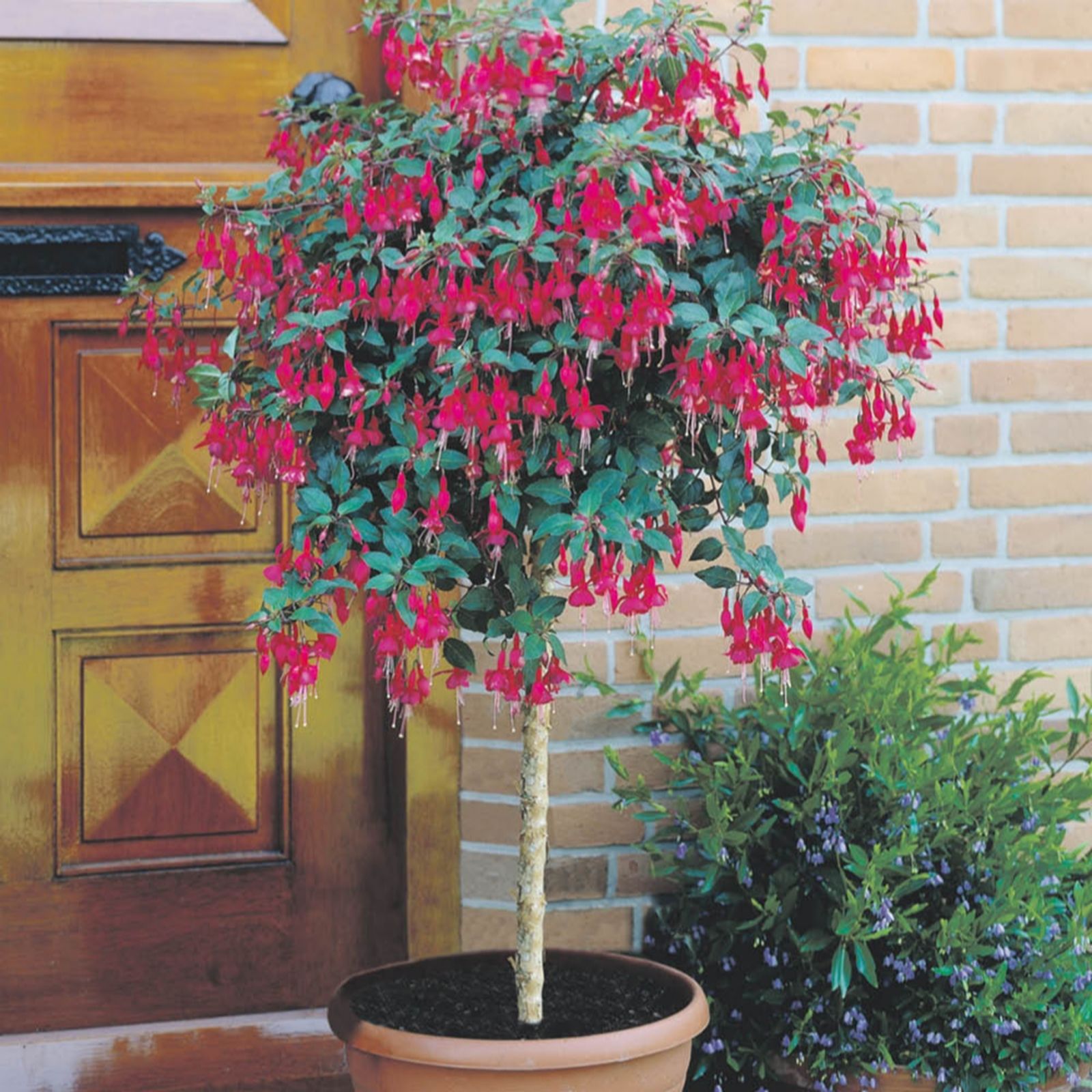 YouGarden Flowering Fuchsia Tree in a 19cm pot