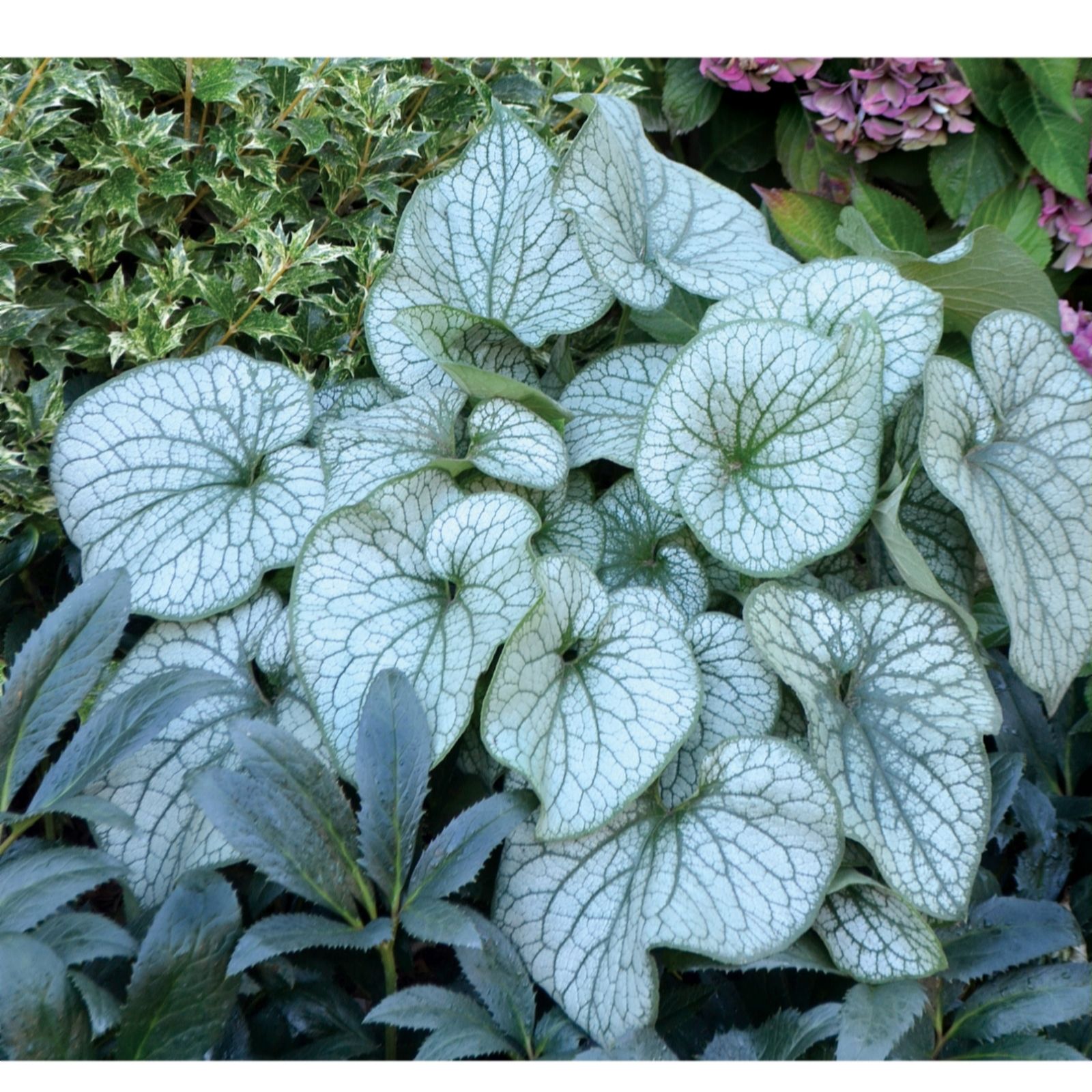 Plants2Gardens Brunera Collection 3 x 9cm