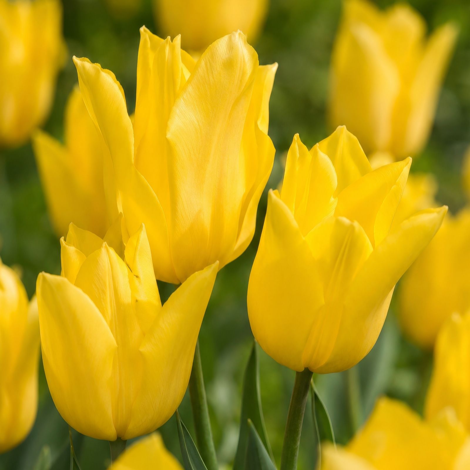Richard Jackson Multi Flowered Tulip Collection 24x Bulbs