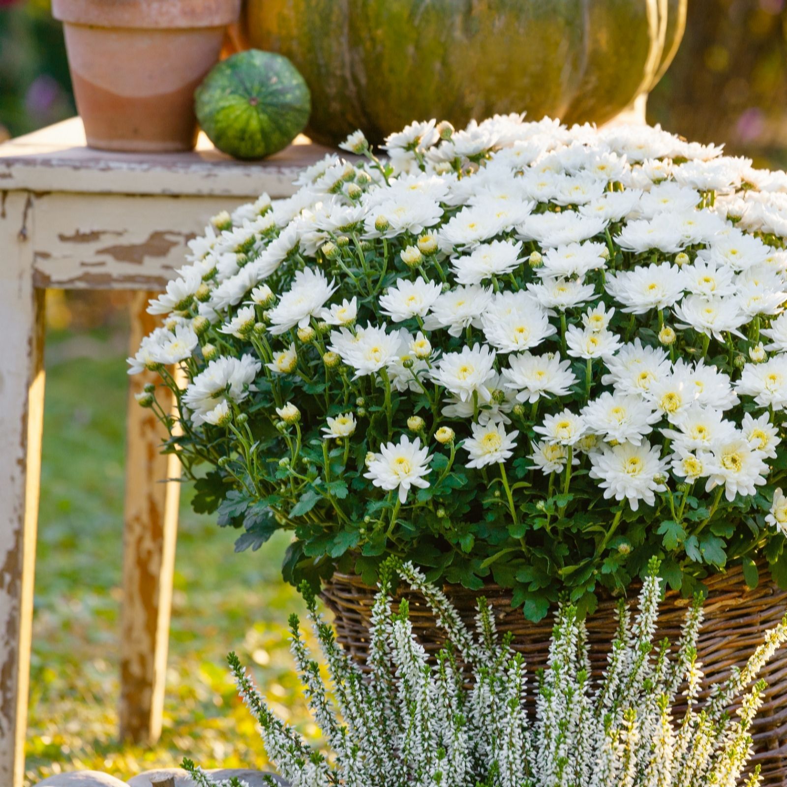 Plants2Gardens Chrysanthemum 2 x 3ltr