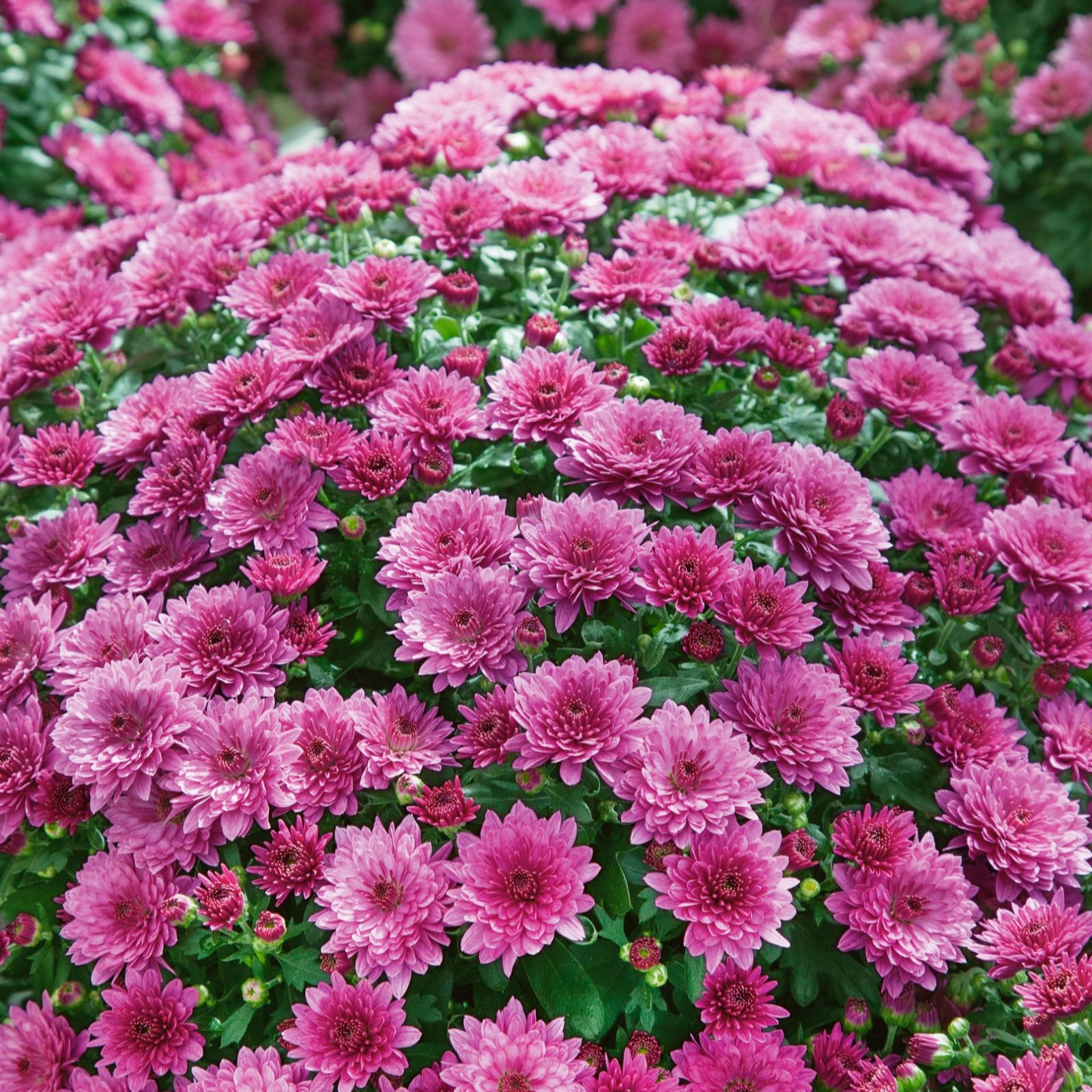 Plants2Gardens Chrysanthemum 2 x 3ltr