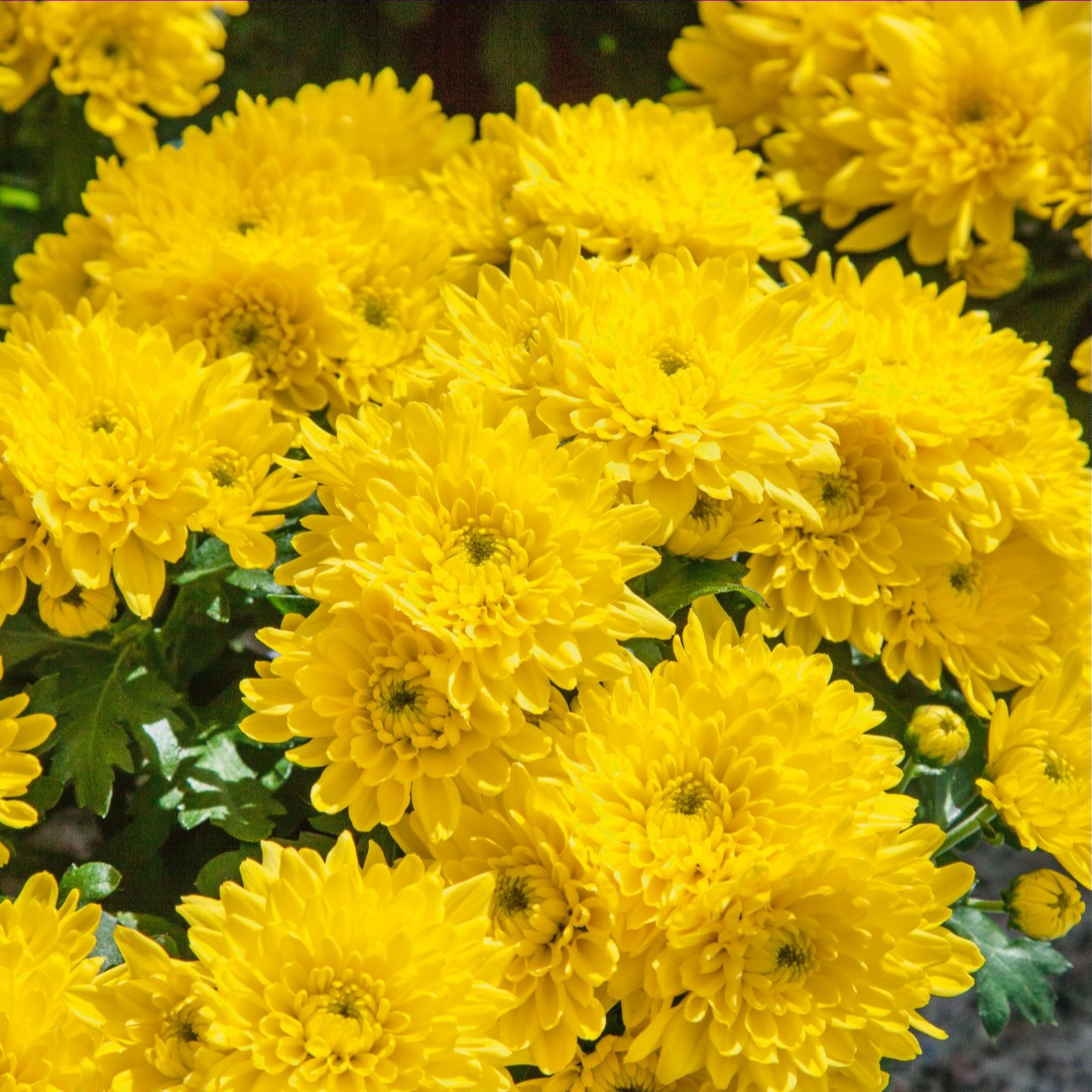 Plants2Gardens Chrysanthemum 2 x 3ltr