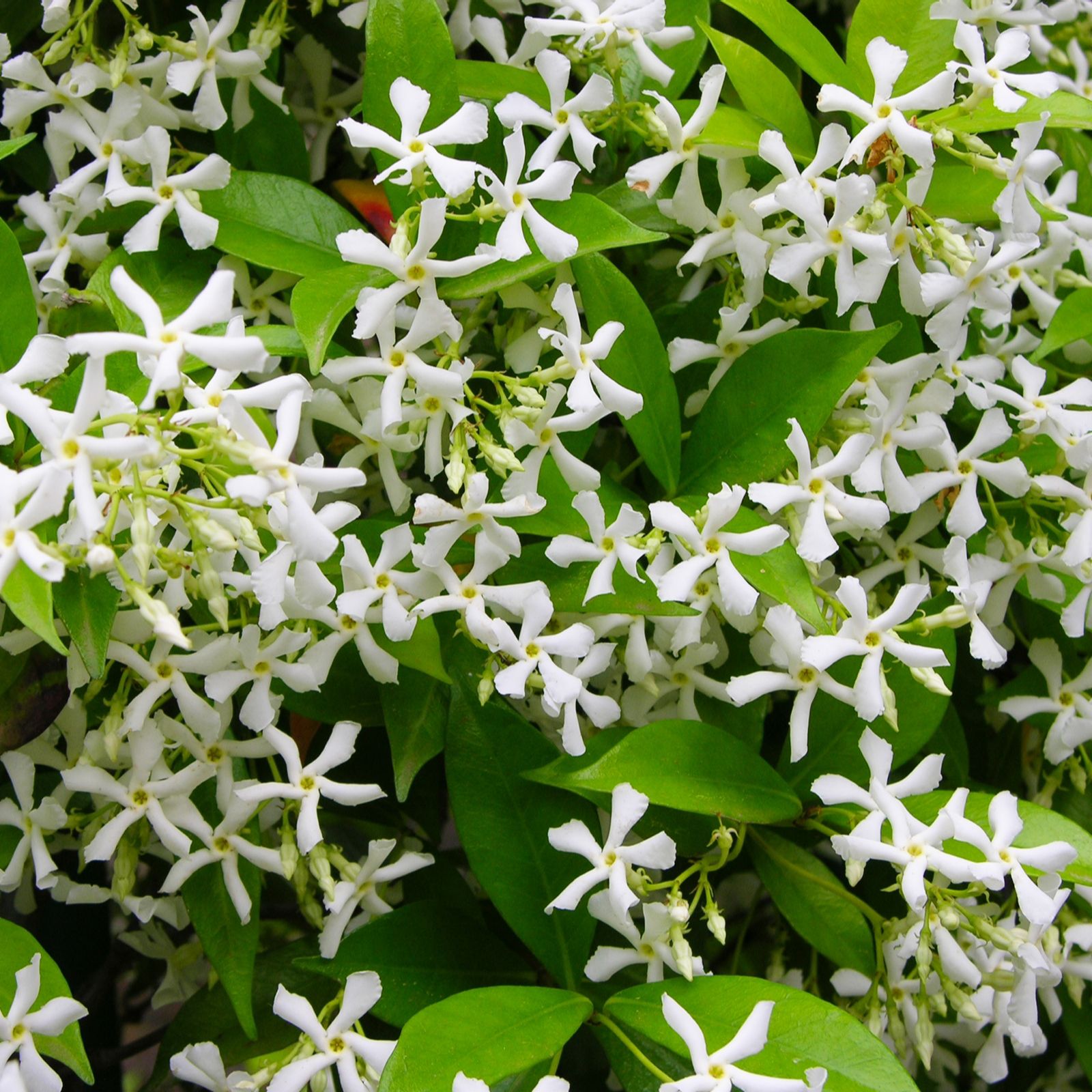 Plants2Gardens Trachelospermum Winter Ruby 2 Litre Pot - QVC UK