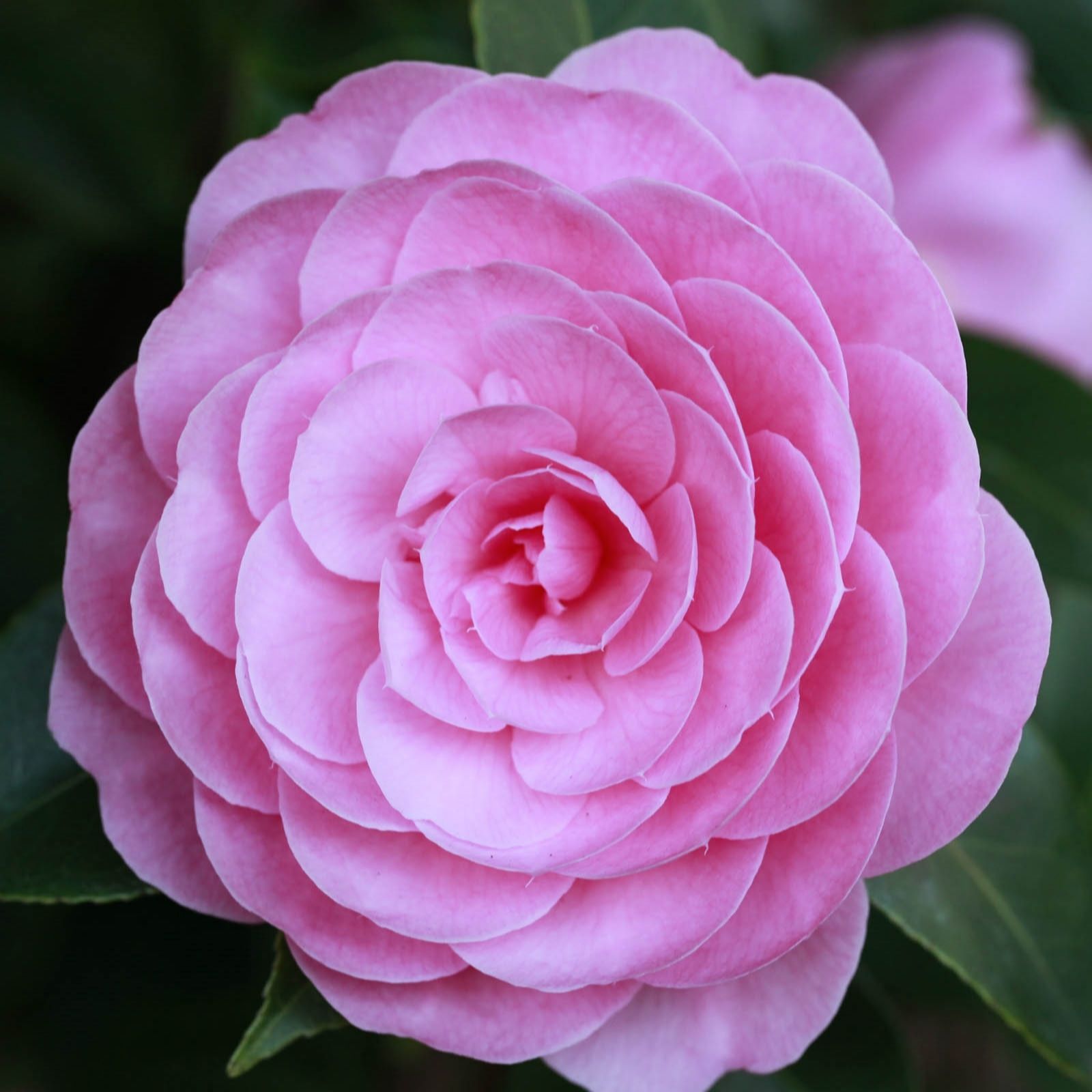 Plants2Gardens Camellia EG Waterhouse 4 Litre - QVC UK