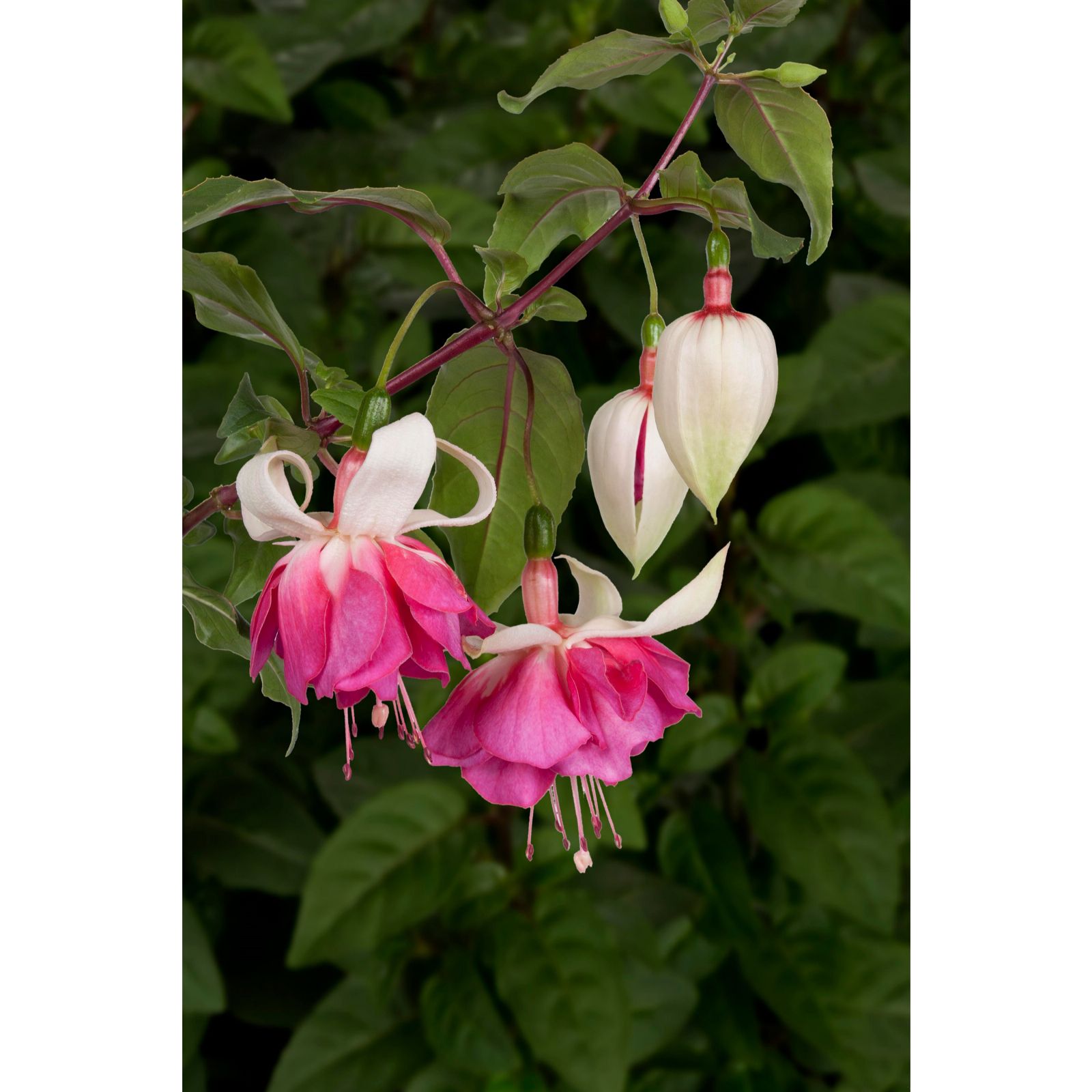 Plants2Gardens Giant Flowered Fuchsia Collection 6x 6cm - QVC UK